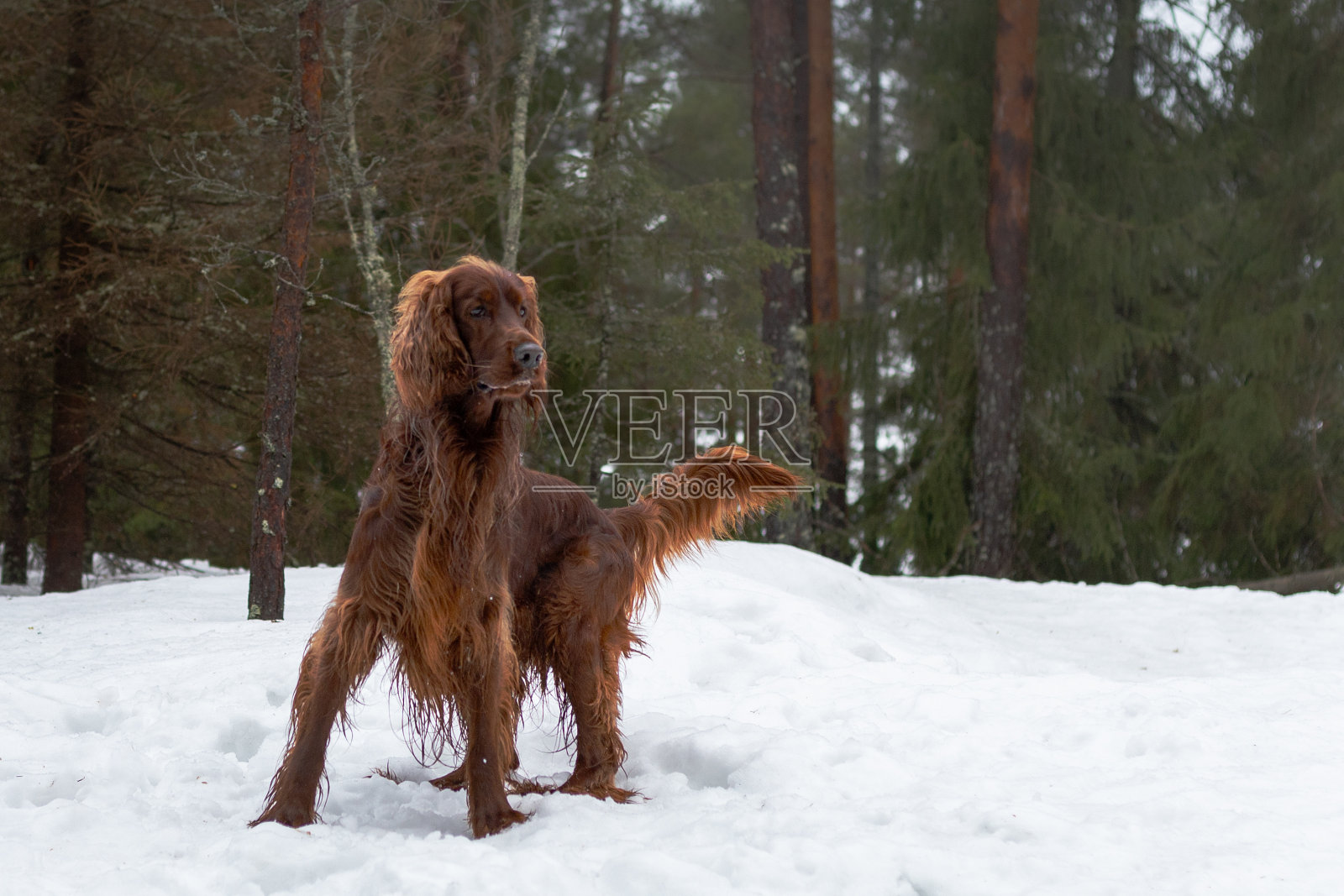 冬天森林里的爱尔兰塞特猎犬。照片摄影图片