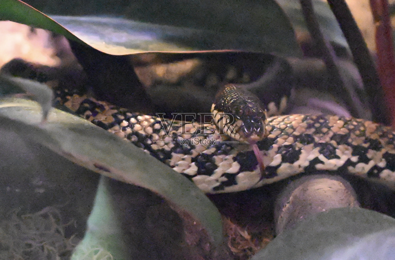 在环境中移动的马达加斯加巨型猪鼻蛇照片摄影图片