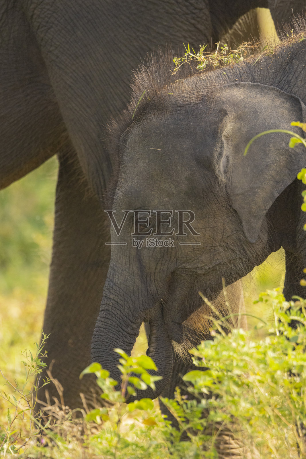 斯里兰卡雅拉国家公园,小象卷曲鼻子照片摄影图片