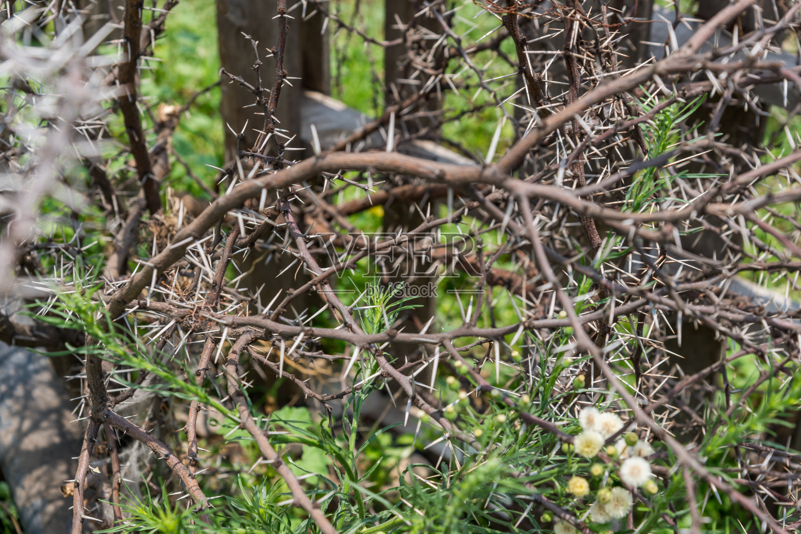 种植金枪鱼的田地提供了植物和果实的视野。照片摄影图片