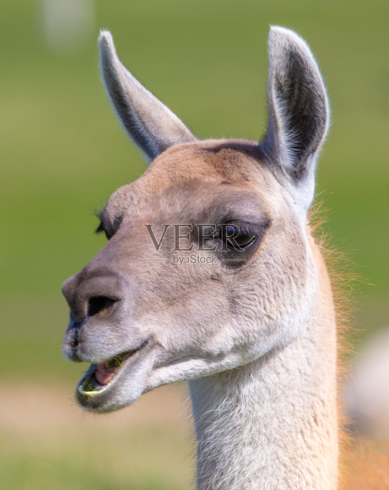 草地上的美洲驼照片摄影图片