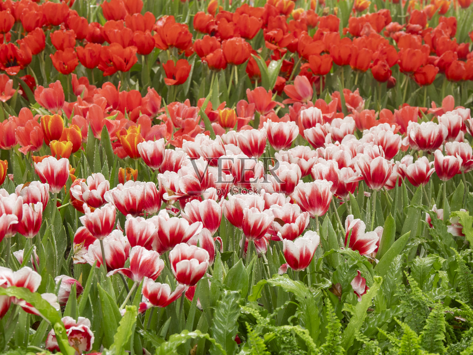 花园花坛上盛开的郁金香花照片摄影图片