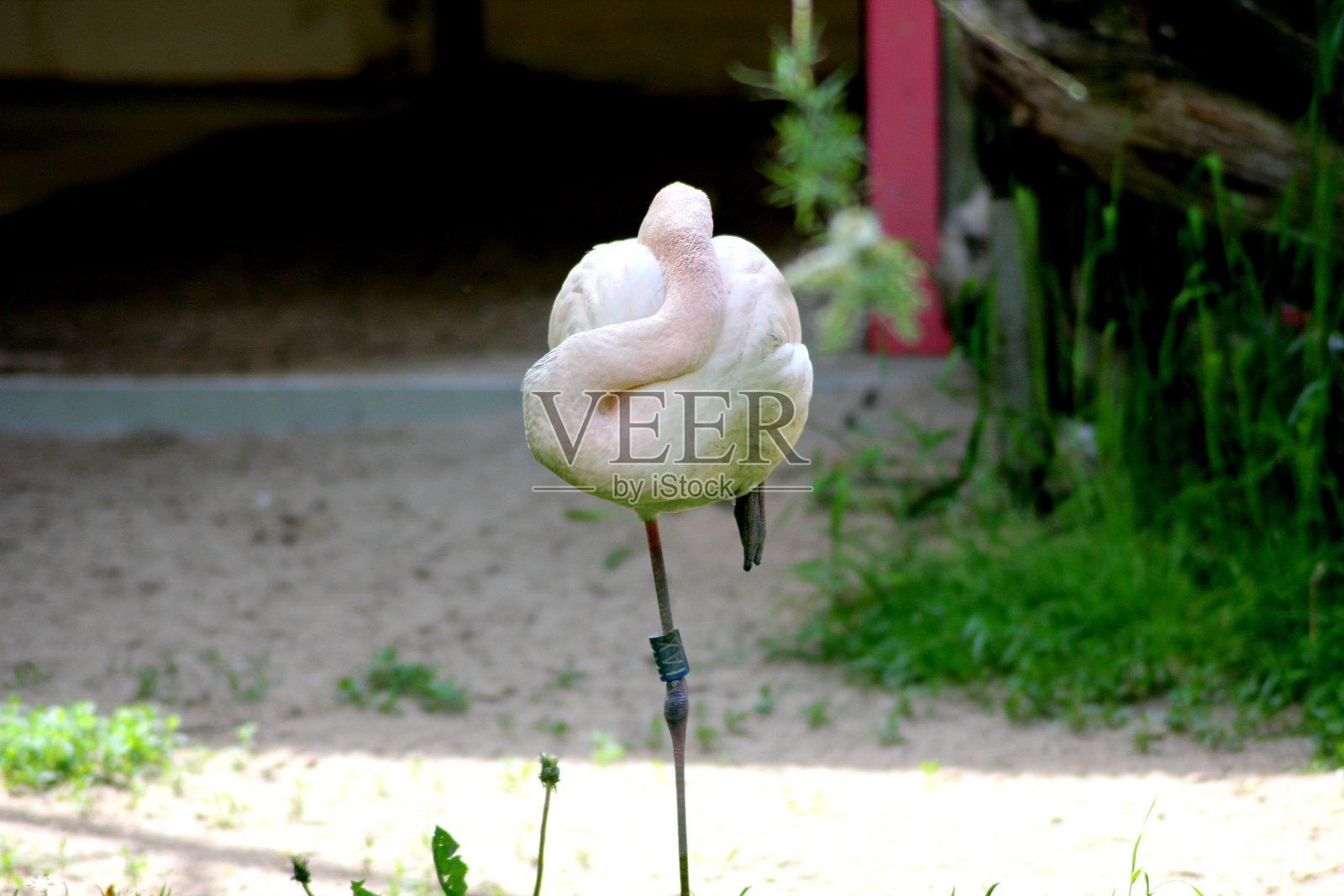 一只火烈鸟单腿站立着睡觉照片摄影图片