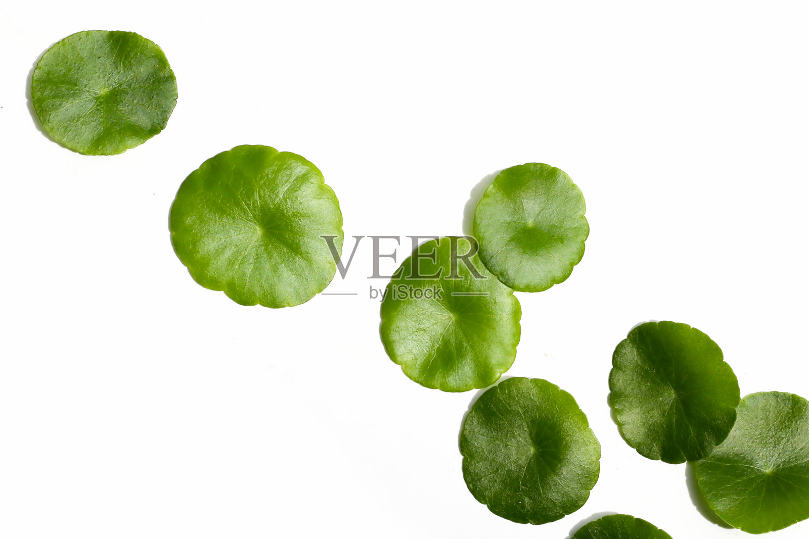 积雪草。新鲜的绿叶草本植物照片摄影图片