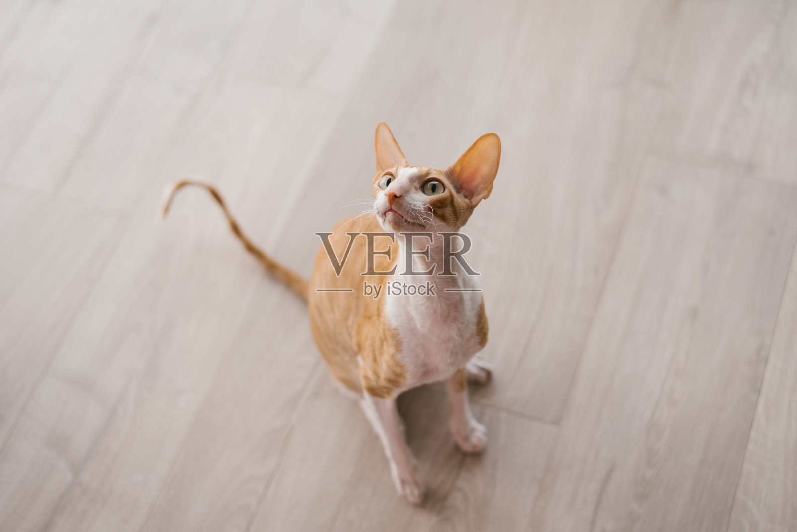 红毛英俊的猫康沃尔·雷克斯抬起头,坐在房子的地板上照片摄影图片