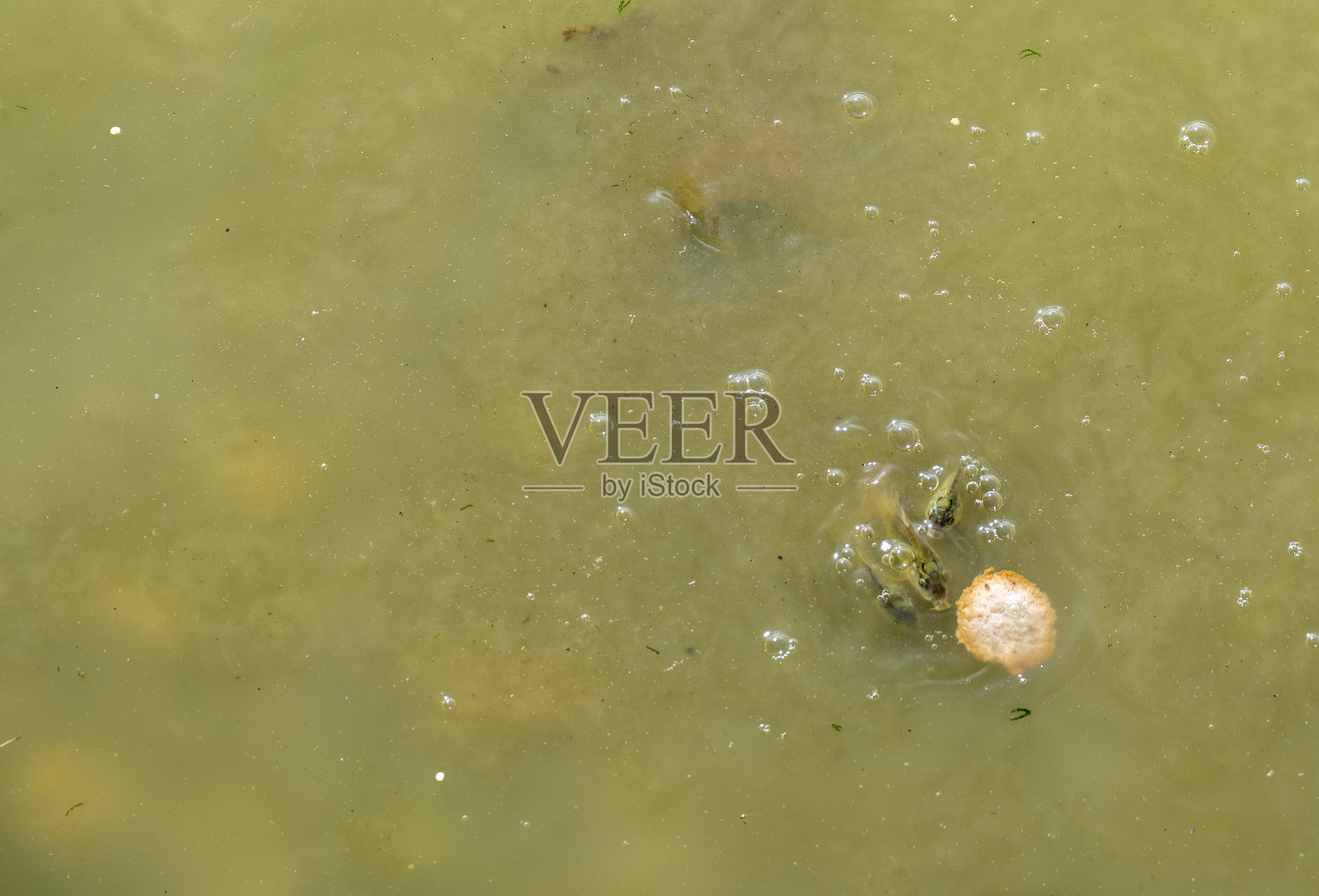 小鱼在浑浊的水中吃面包。照片摄影图片