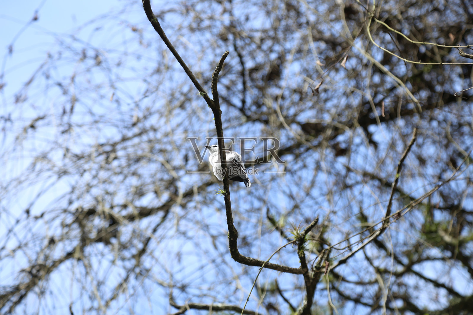 弗洛雷斯塔·蒂茹卡照片摄影图片