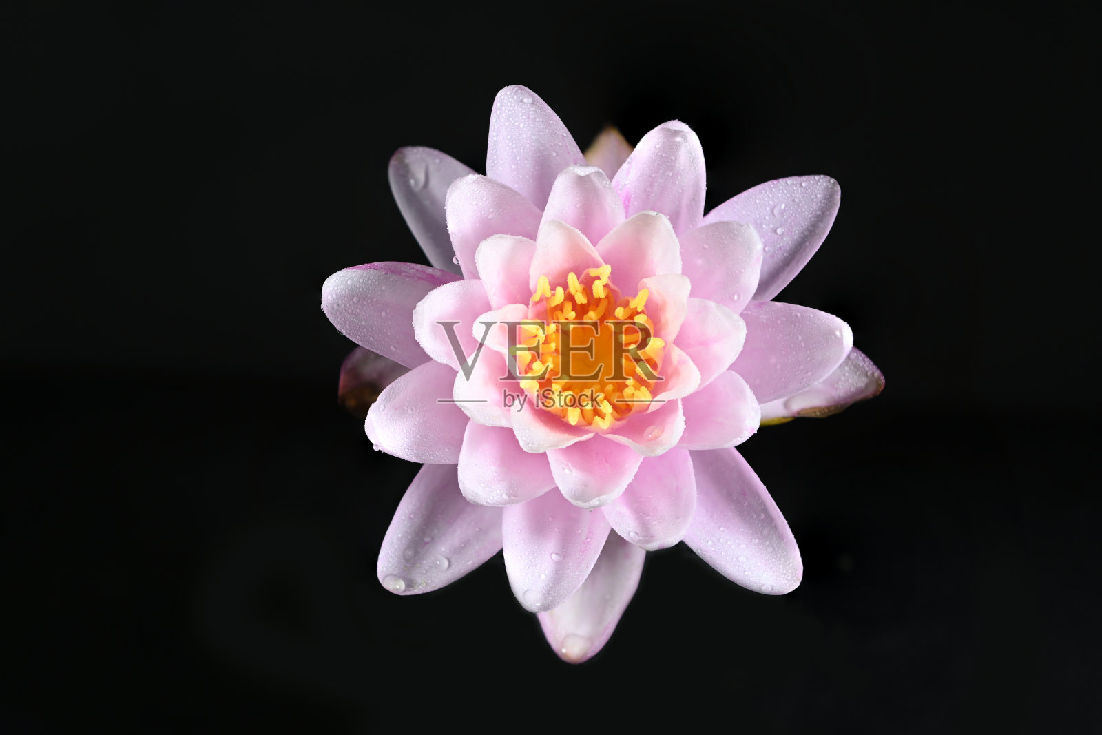 盛开的粉红色睡莲在黑色的背景照片摄影图片