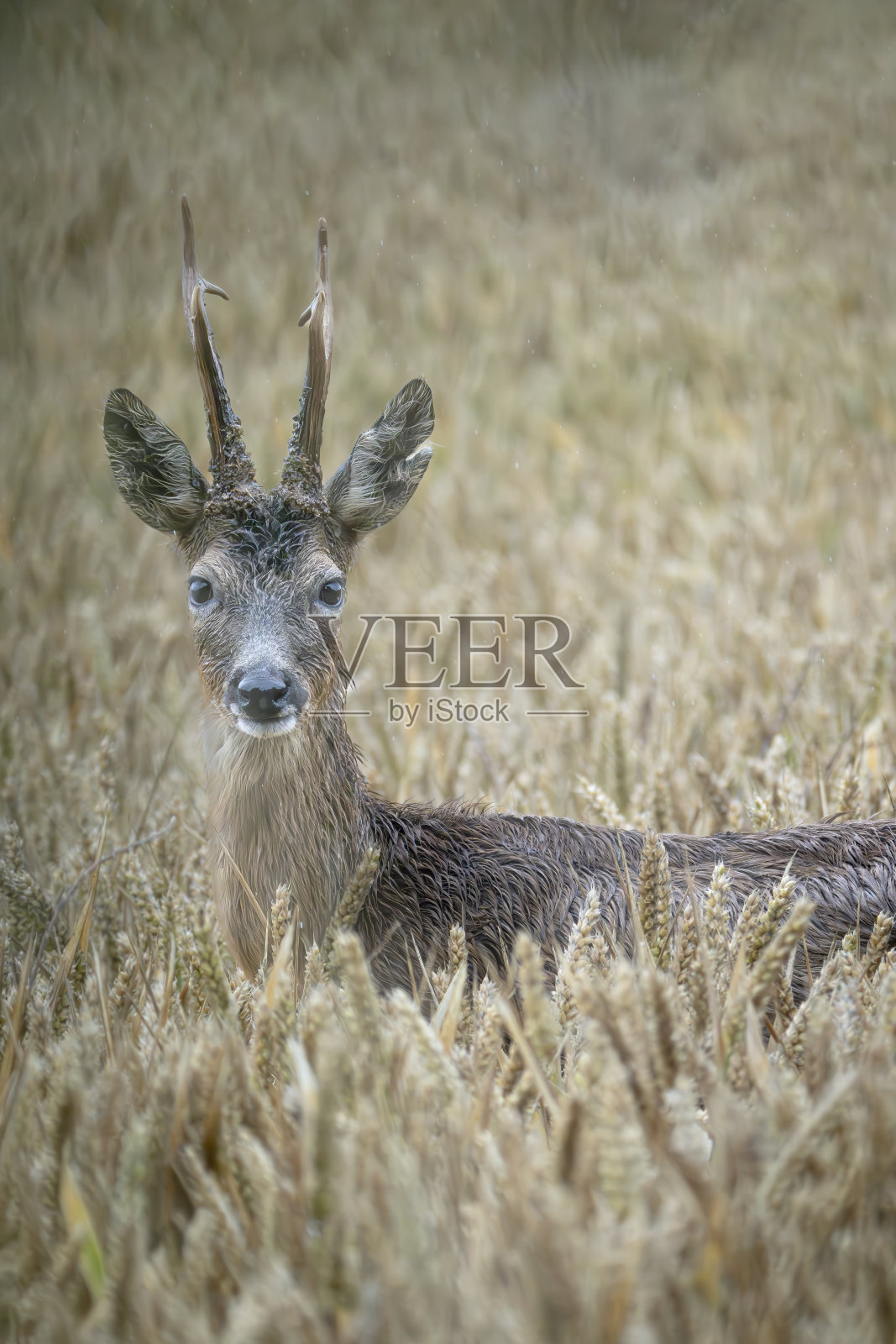 狍子照片摄影图片