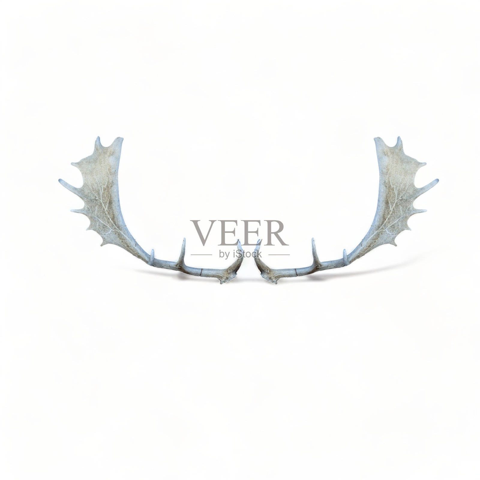 白色背景上孤立的鹿角照片摄影图片