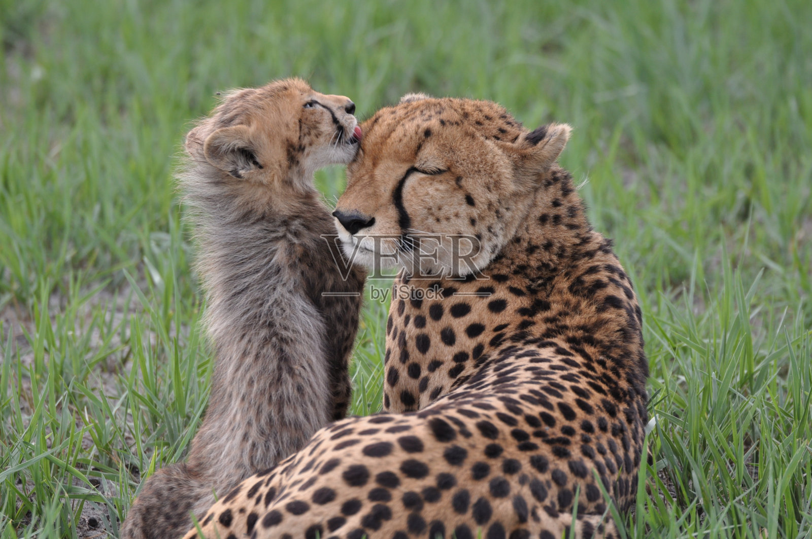 可爱的猎豹幼崽在草地上舔猎豹的头照片摄影图片