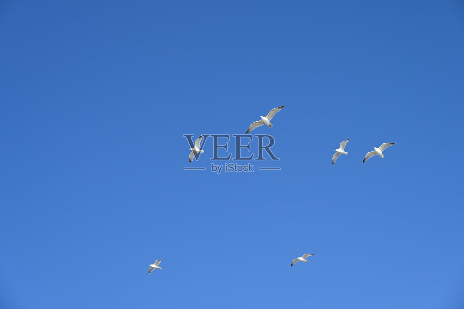 飞翔的白色海鸥。照片摄影图片