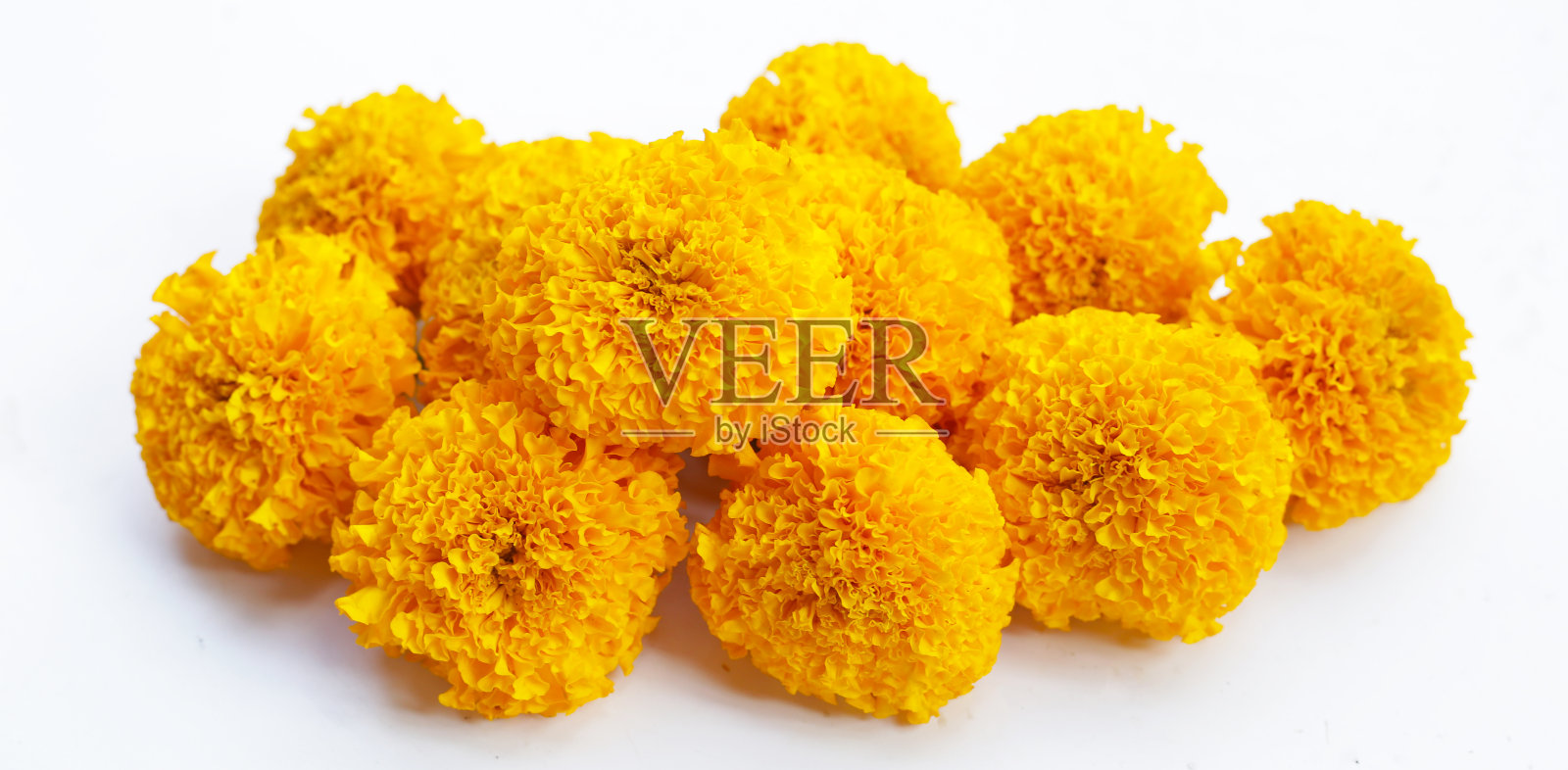 美丽的金黄色万寿菊照片摄影图片