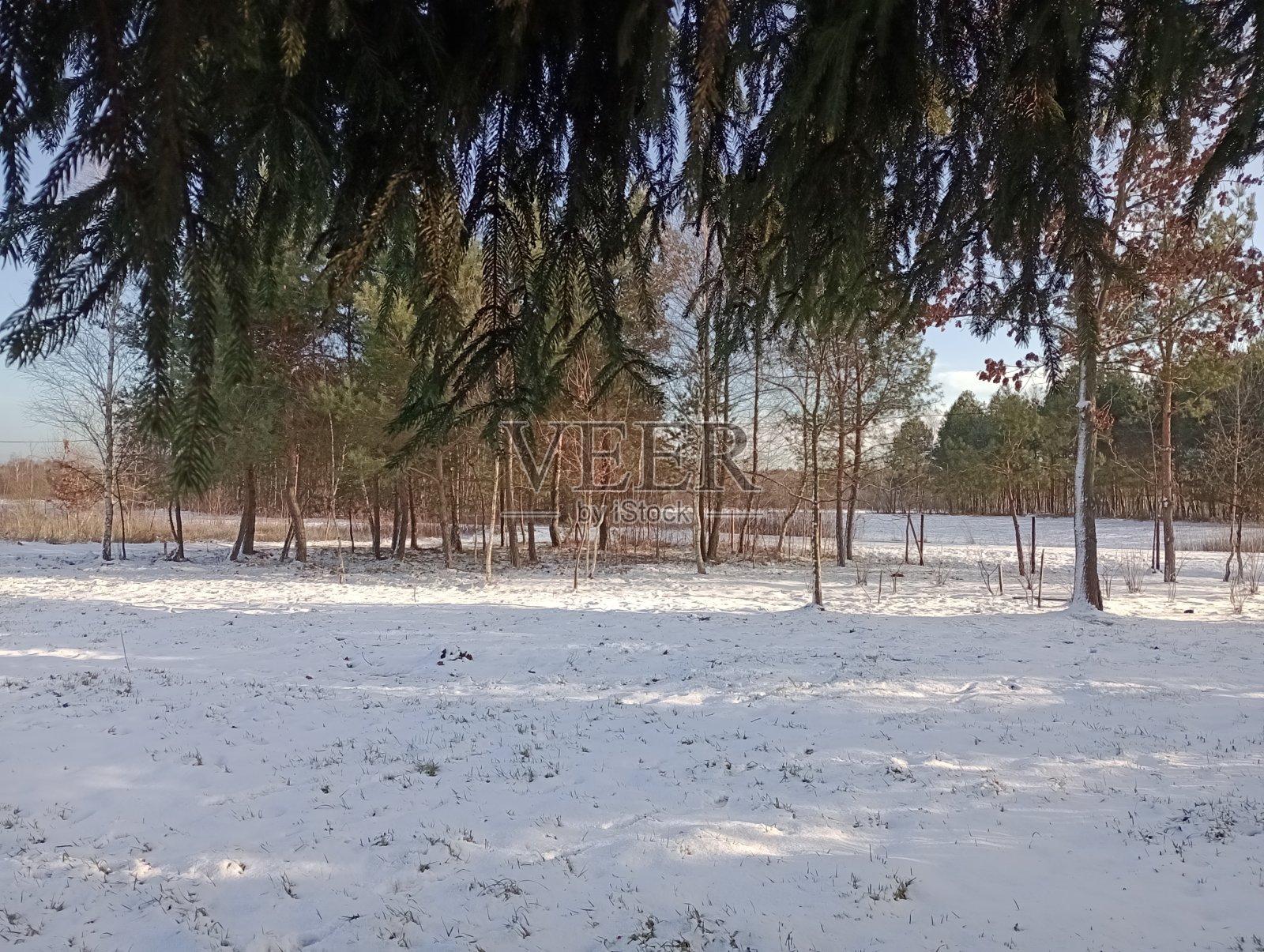 冬日时光|大自然中的晴天照片摄影图片