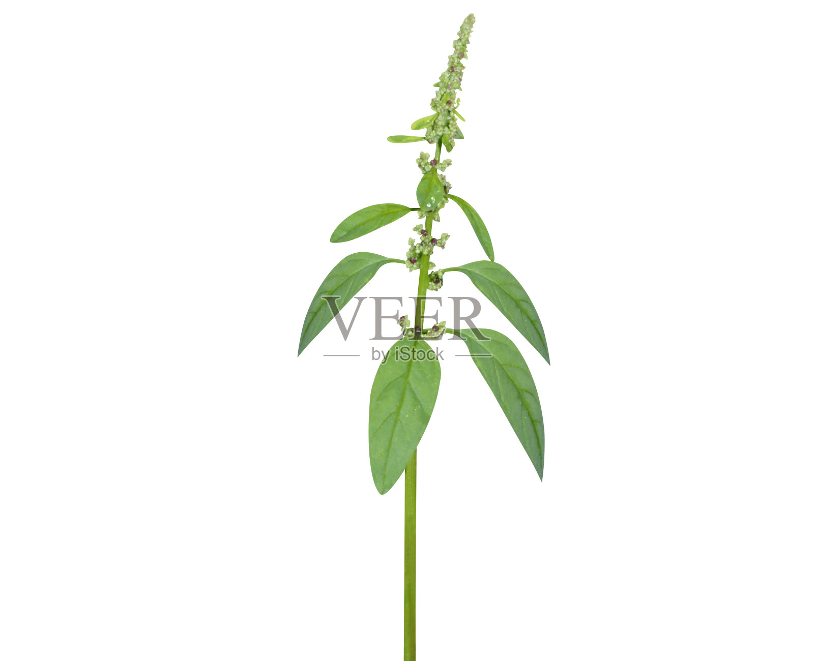 藜亚科或藜亚科照片摄影图片