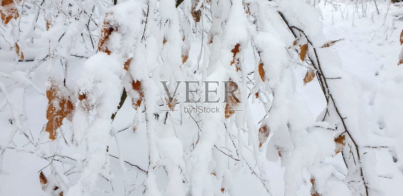 被雪覆盖的山毛榉树特写照片摄影图片