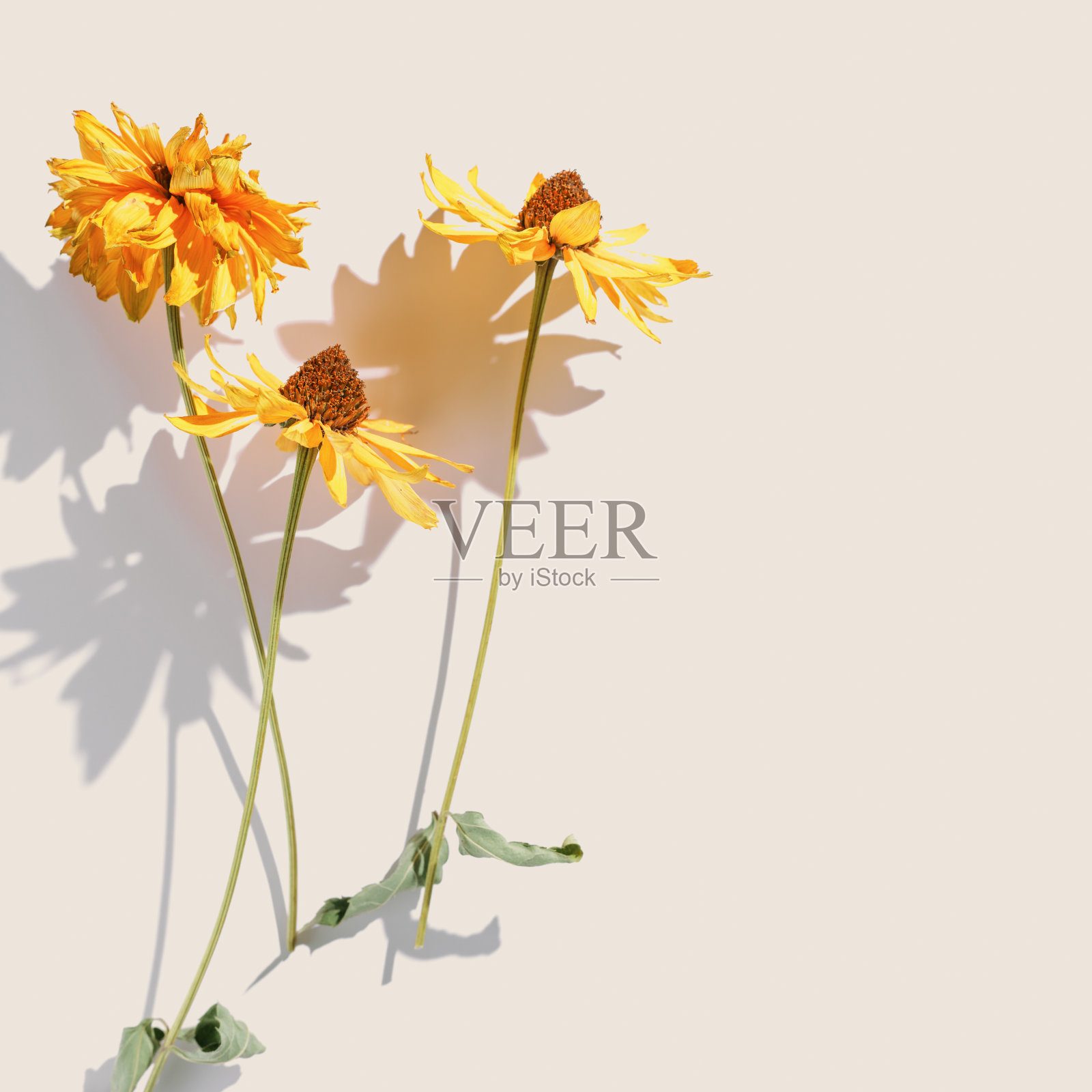 花秋天组成干黄花宇宙在阳光下米色背景。秋天,秋天的概念,季节自然静物,干燥盛开的花朵,最小的平铺图案单色照片摄影图片