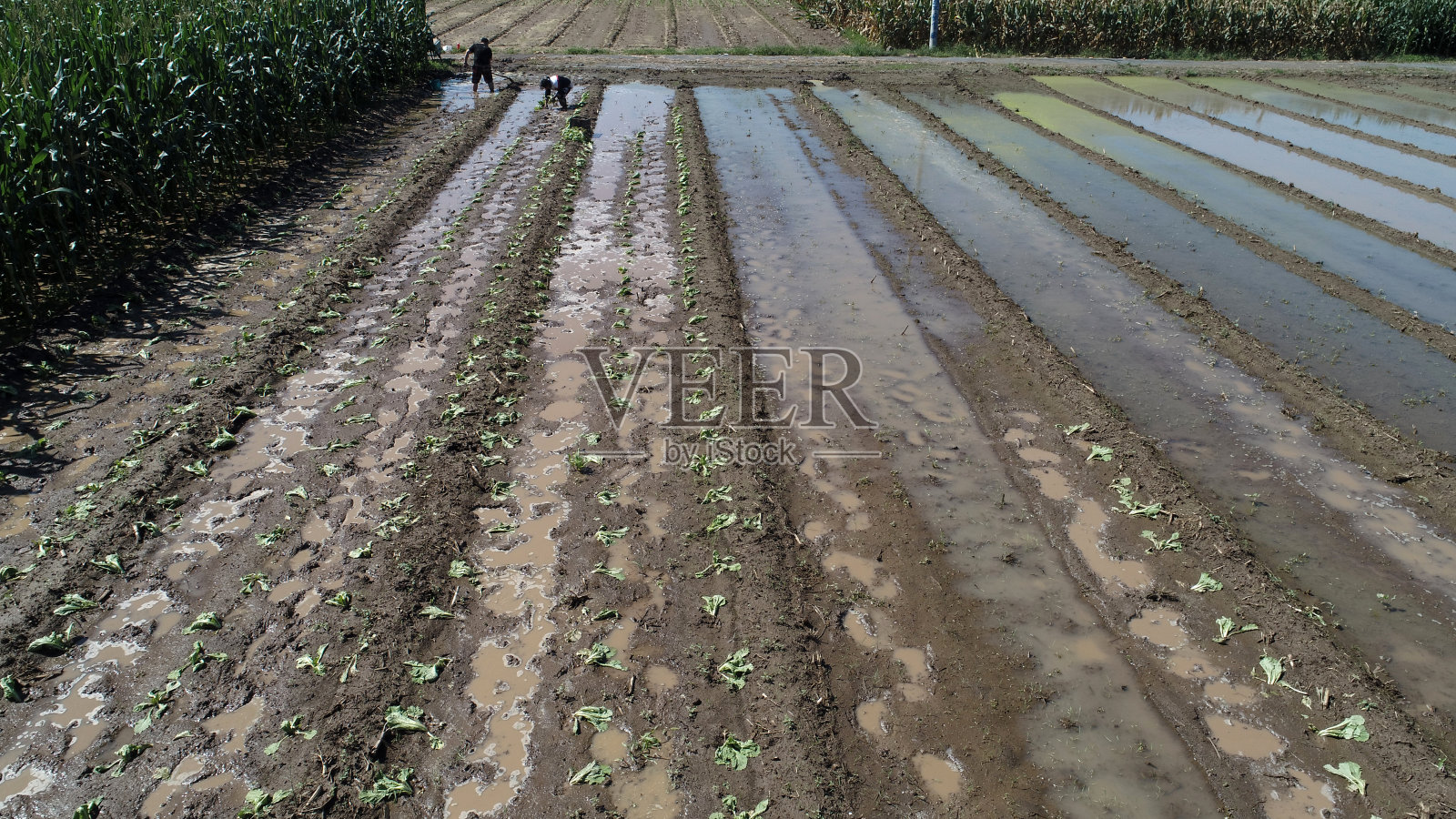 农民在农田里移栽白菜苗,航拍,华北照片摄影图片
