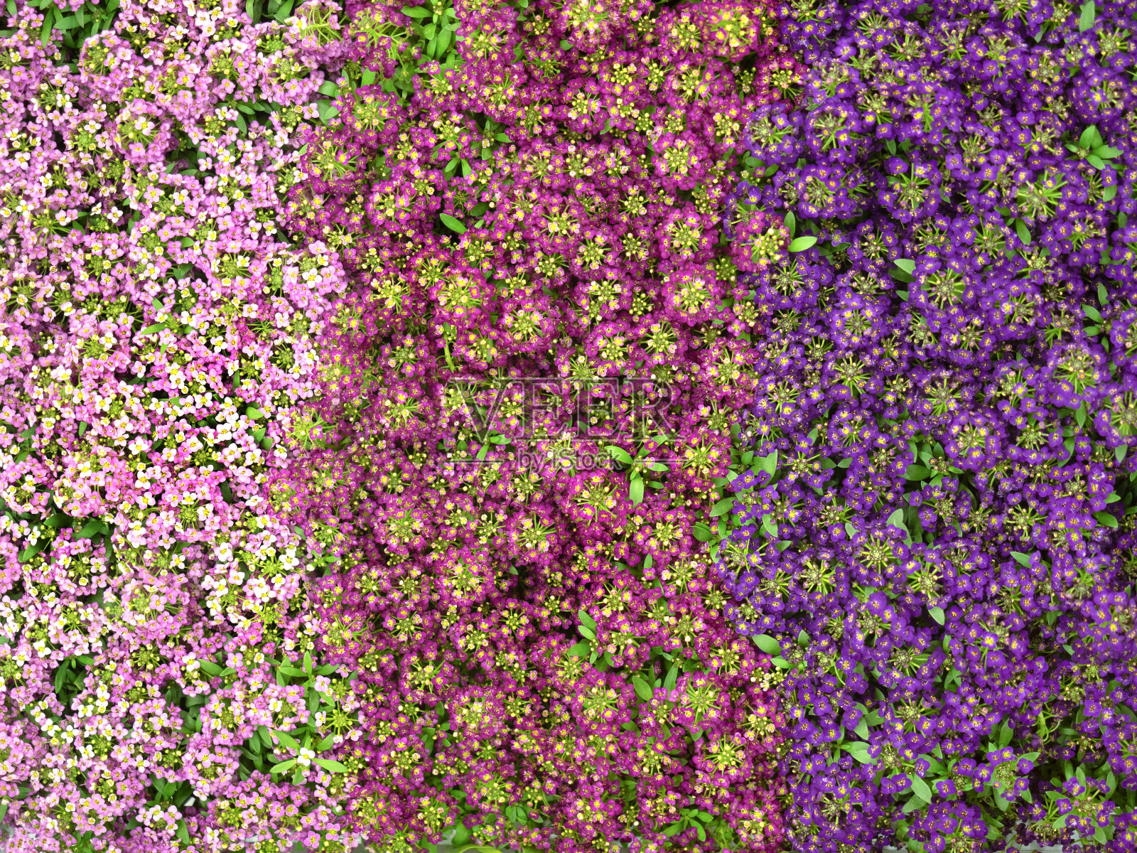 冬青苗,复活节帽照片摄影图片