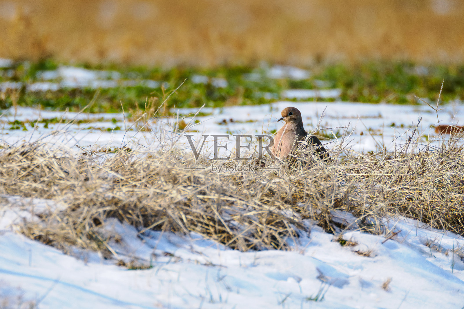 雪和草中的晨鸽照片摄影图片