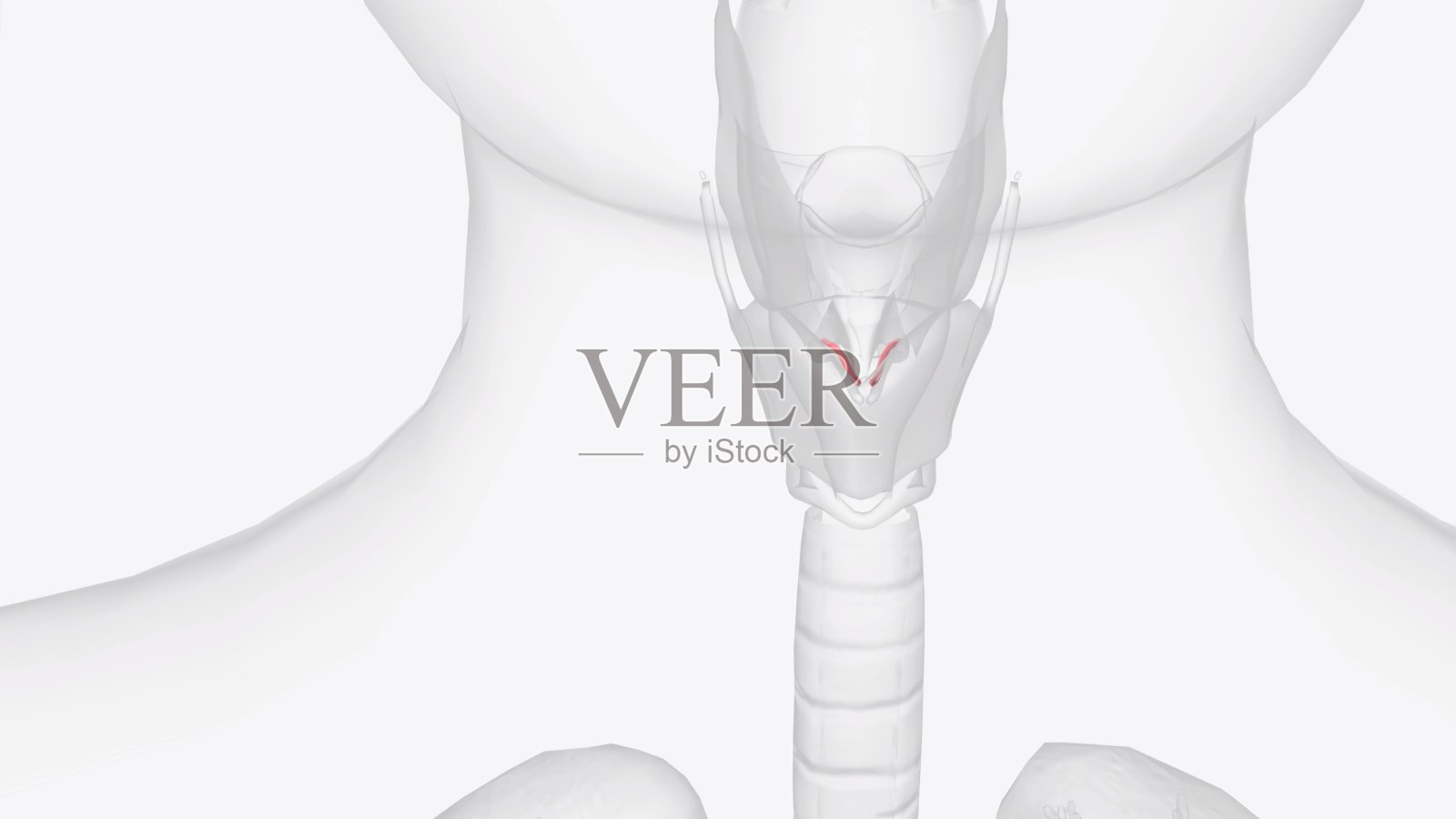 前庭褶皱是两个厚的粘膜褶皱之一,每一个都包裹着一个狭窄的纤维组织带,即附着的前庭韧带照片摄影图片