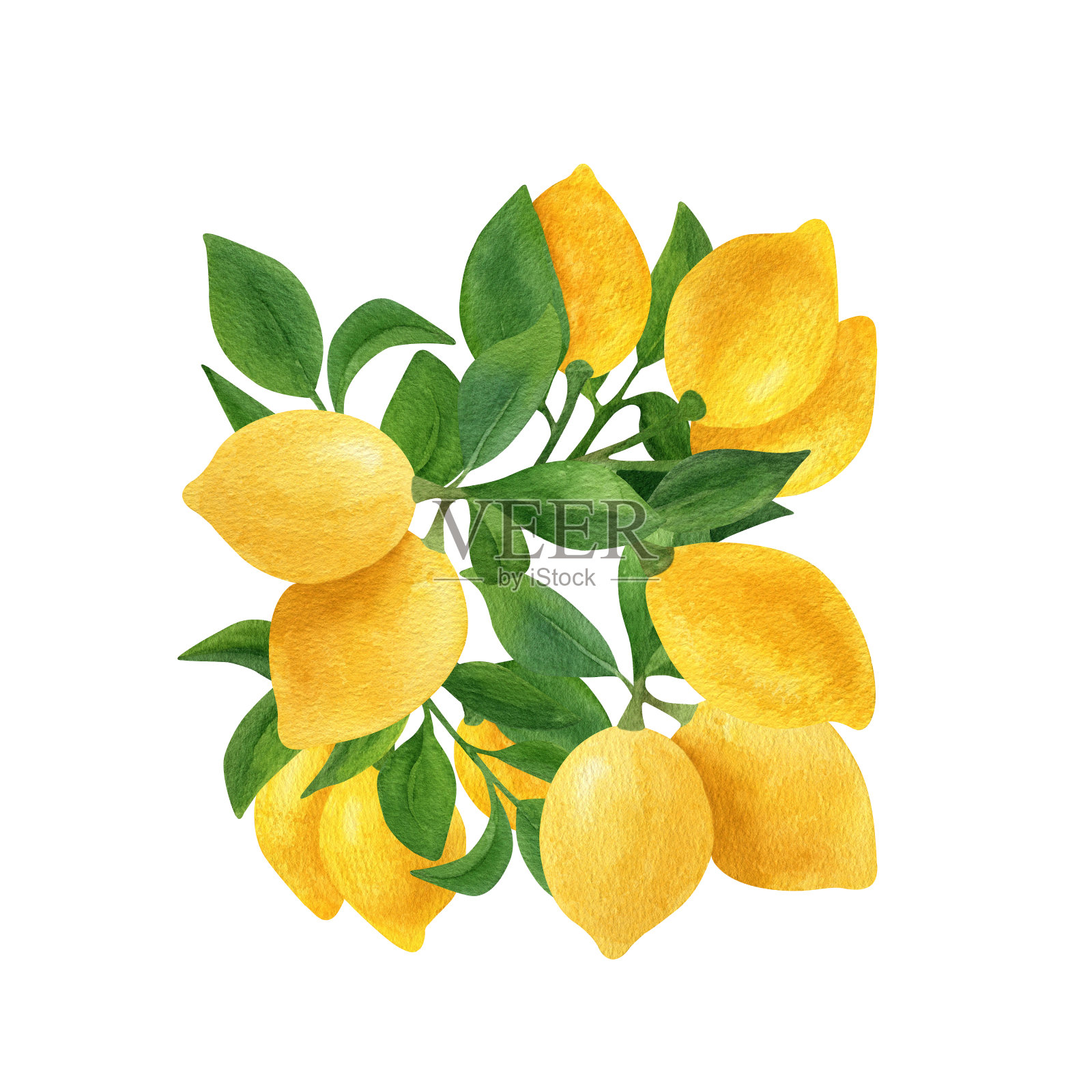 柠檬水果水彩剪贴画。柠檬枝与绿叶的插图插画图片素材