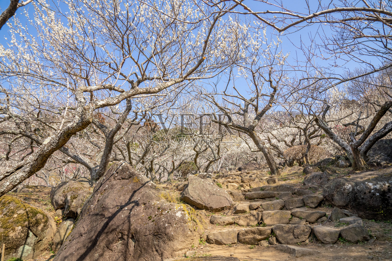 梅园作为旅游胜地照片摄影图片