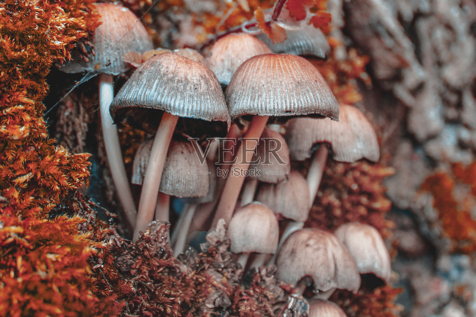 蘑菇集群照片摄影图片