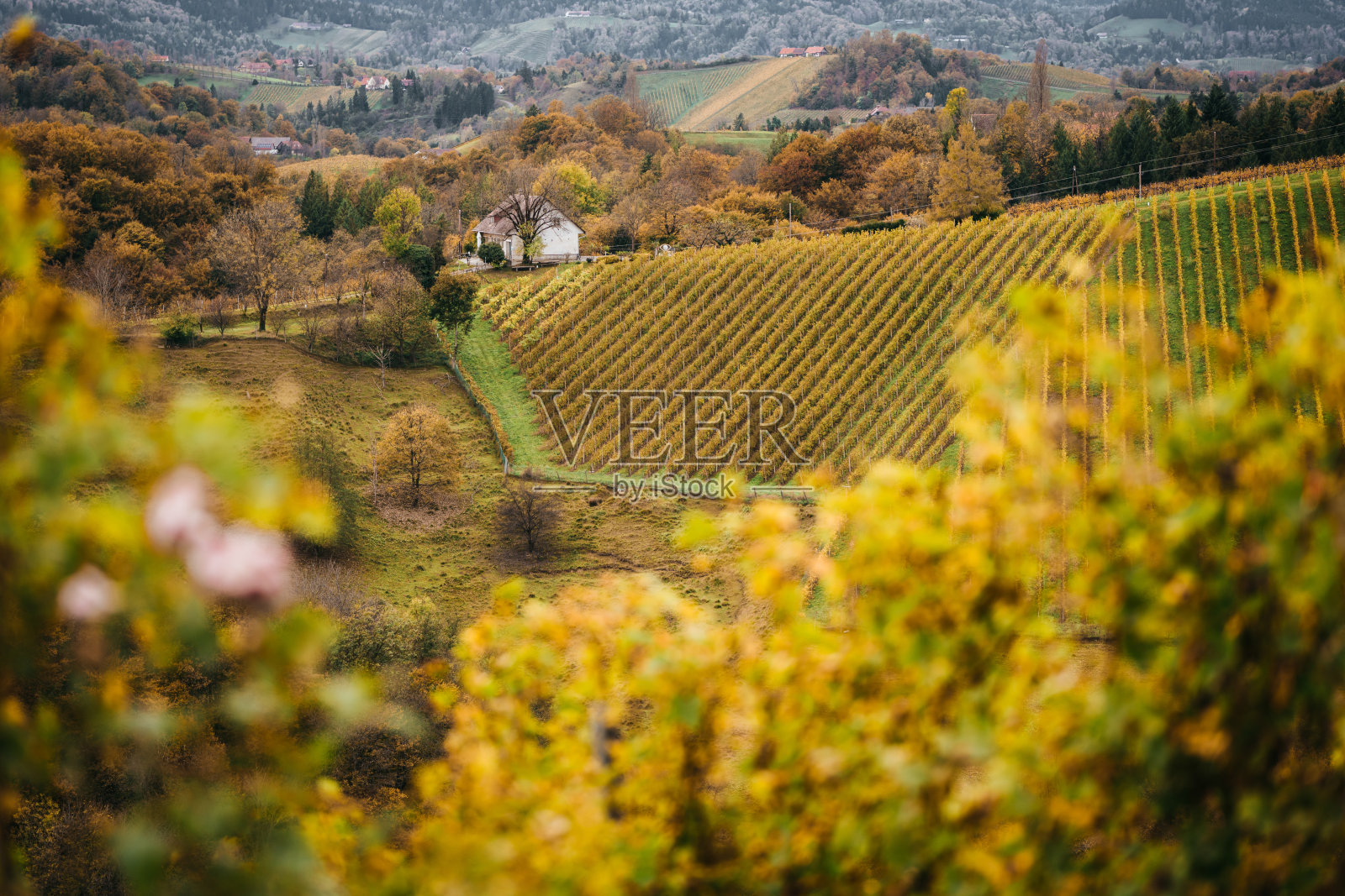 斯洛文尼亚秋天马里博尔附近的葡萄园。照片摄影图片