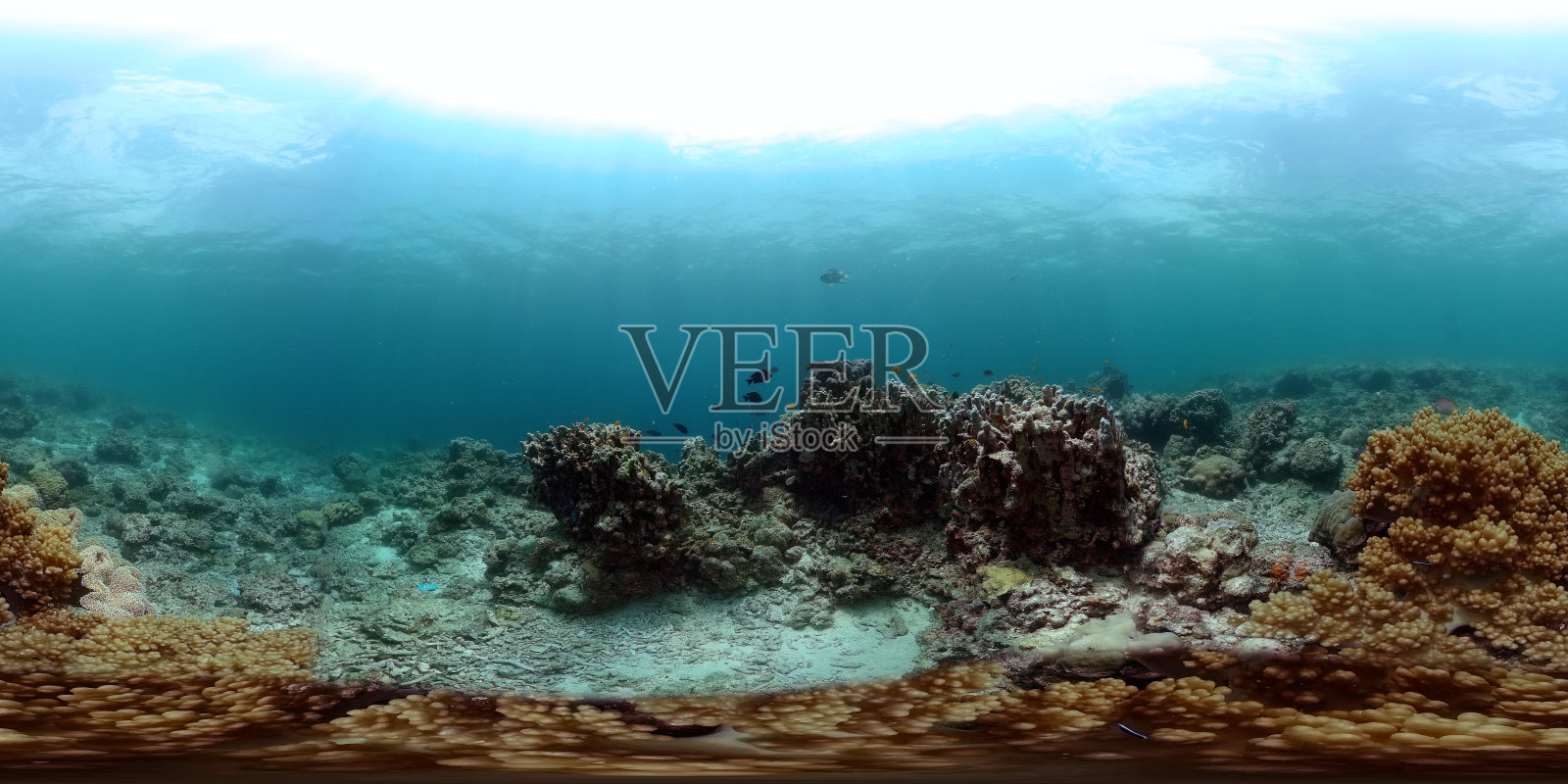 海底的珊瑚礁和热带鱼。照片摄影图片