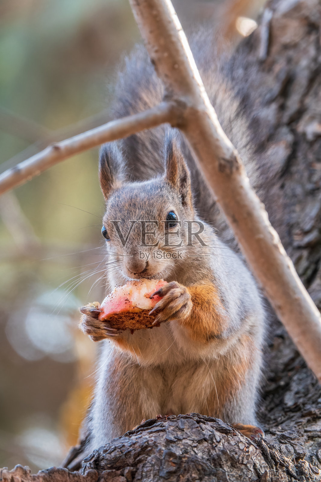秋天,带着坚果的松鼠坐在树上。欧亚红松鼠,学名Sciurus vulgaris。照片摄影图片