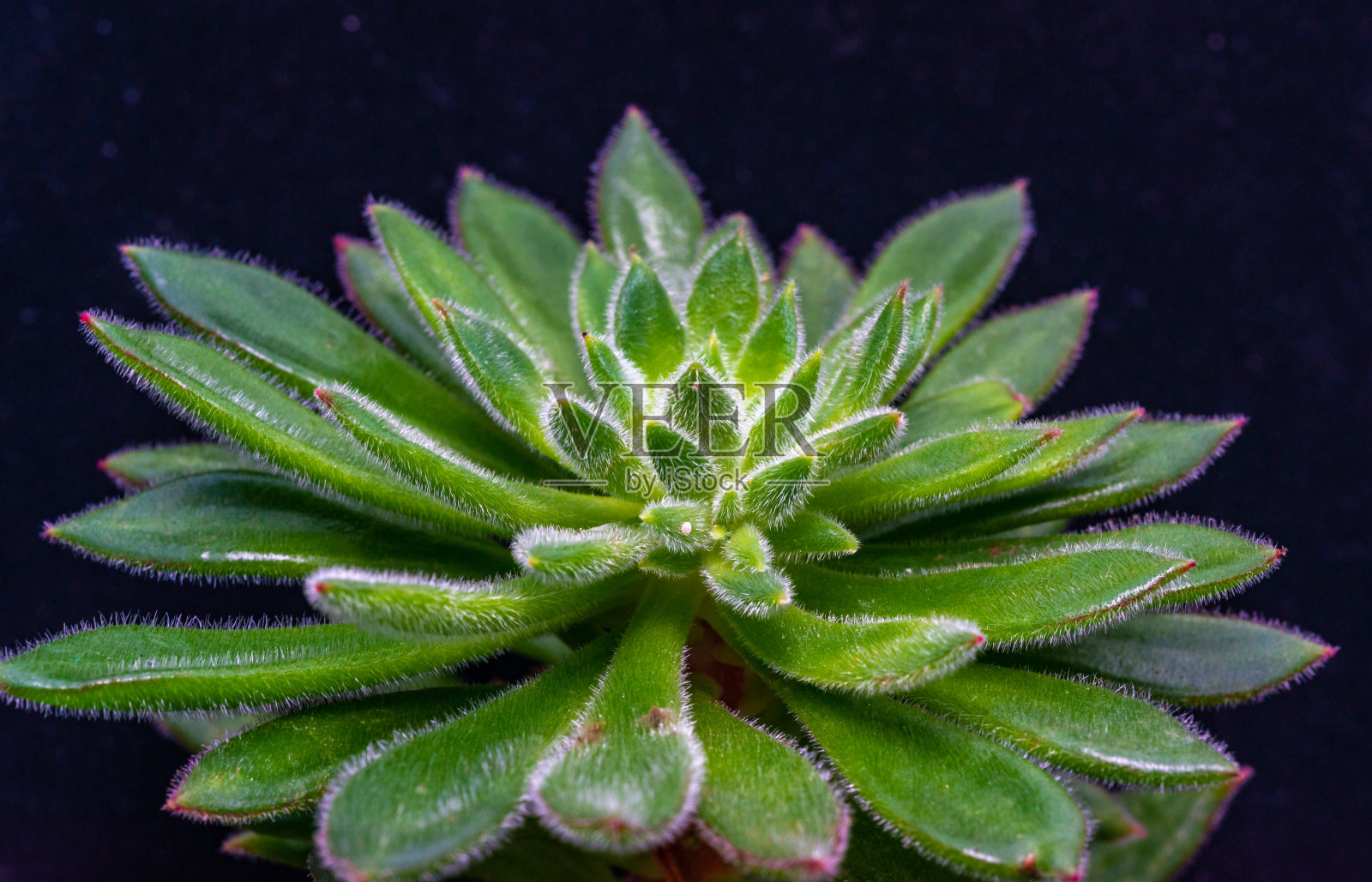 植物标本中多肉植物(月牙莲属)的多肉叶子特写照片摄影图片