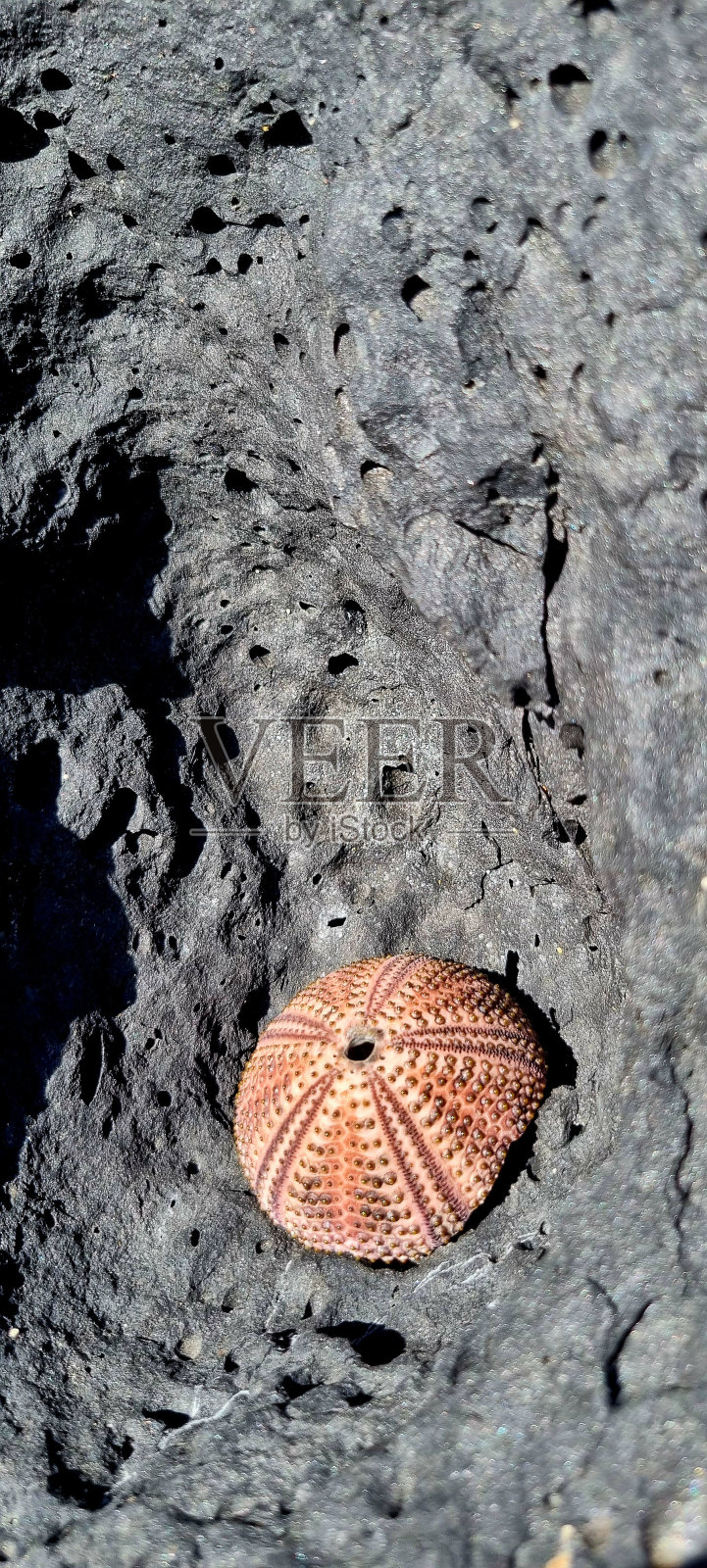 壳牌照片摄影图片