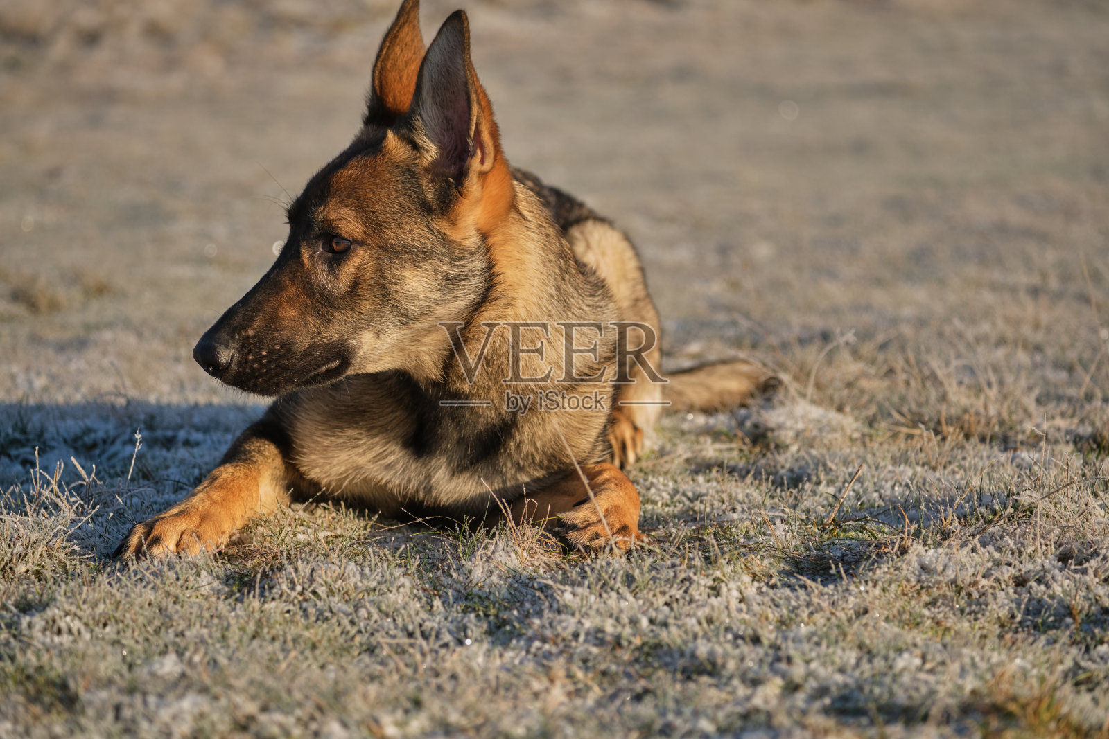 美丽的年轻德国牧羊犬在冬天的草地上,在瑞典斯卡堡的一个阳光明媚的日子照片摄影图片
