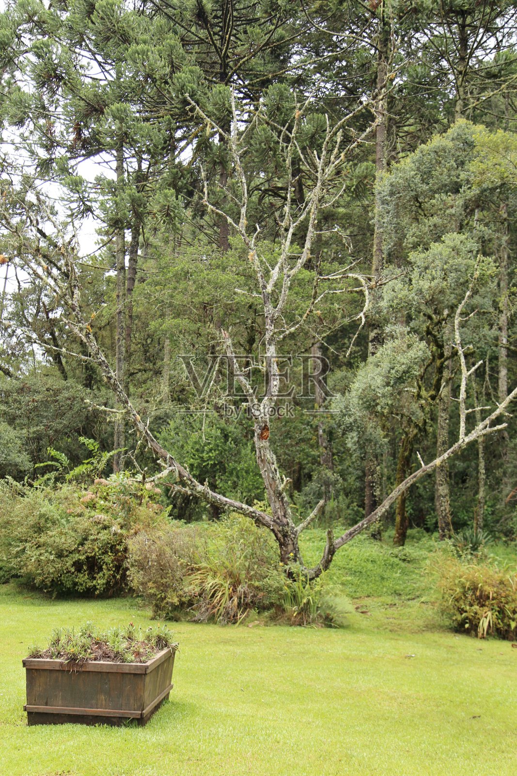 园内绿树成荫,育有草木花瓶照片摄影图片