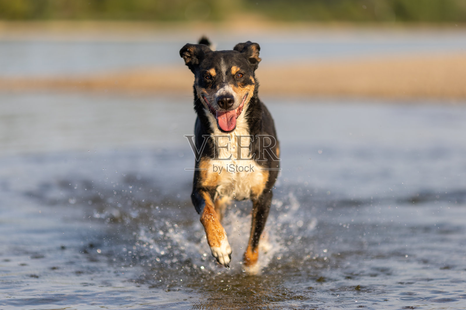 阿彭策勒山犬跳入水中照片摄影图片