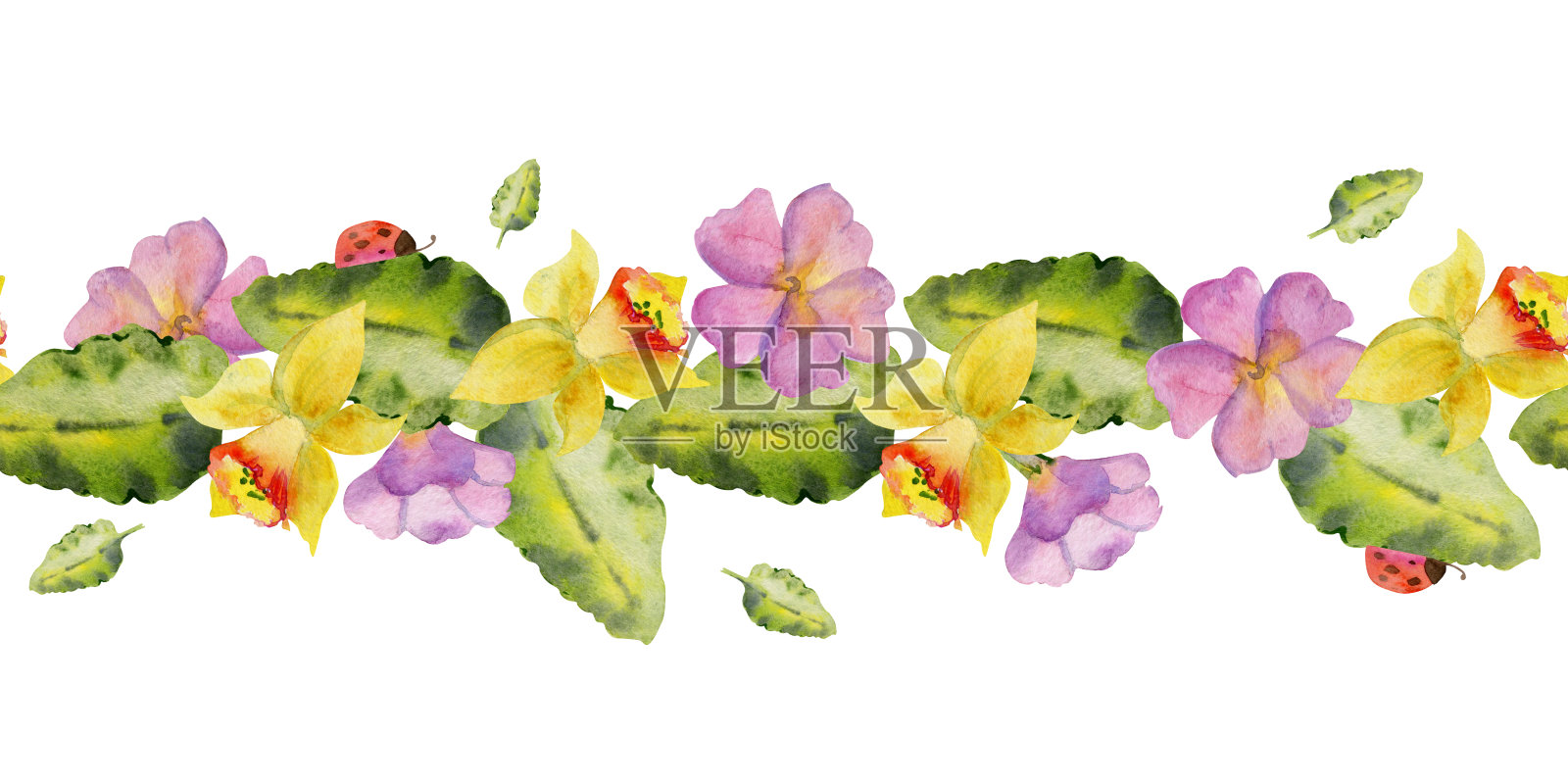 手绘水彩插画春天园艺花坛报春花叶瓢虫自然植物。无缝横幅隔离在白色背景。设计印刷,商店,剪贴簿,包装,壁纸插画图片素材