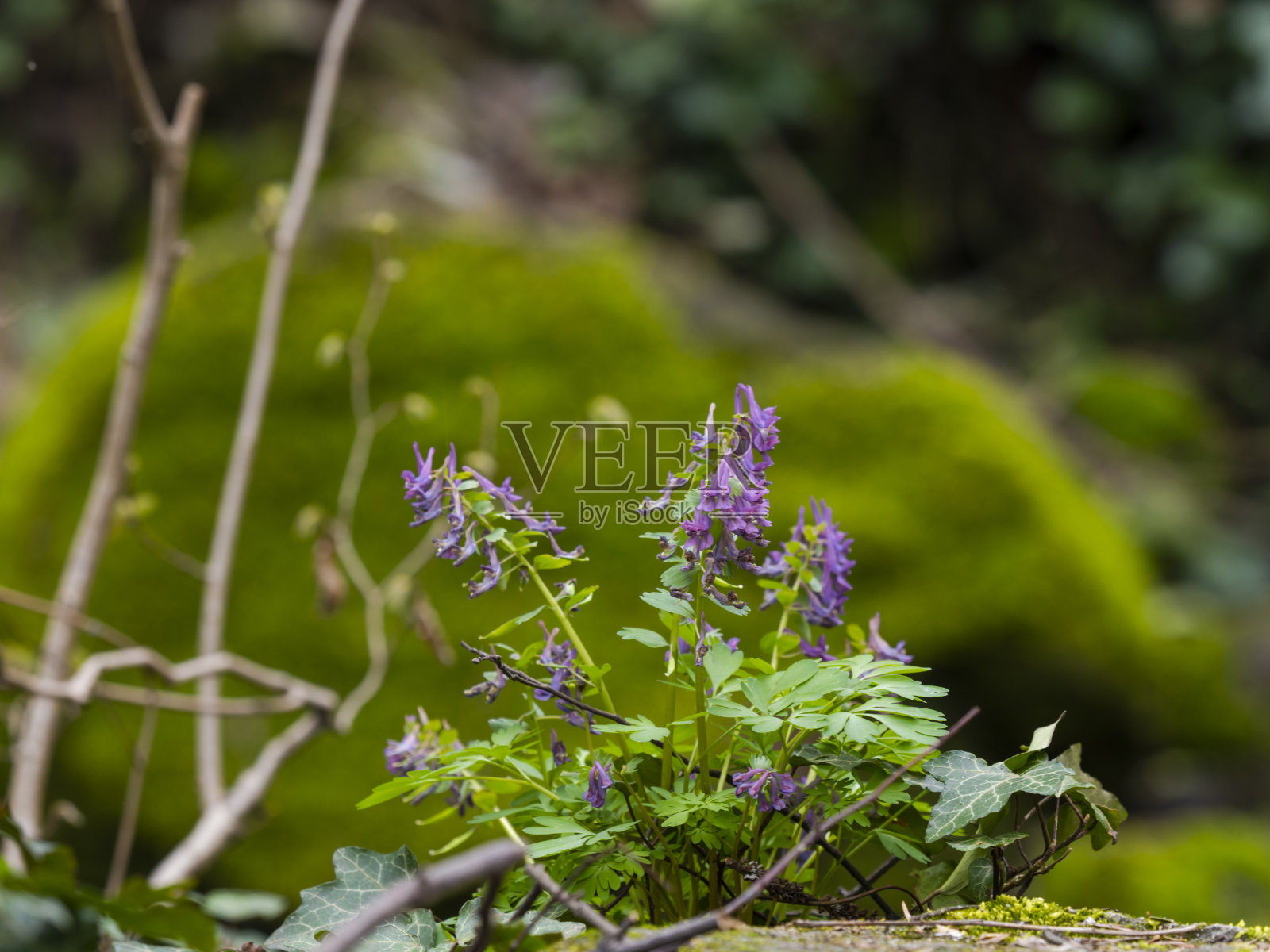 春天的风景照片摄影图片