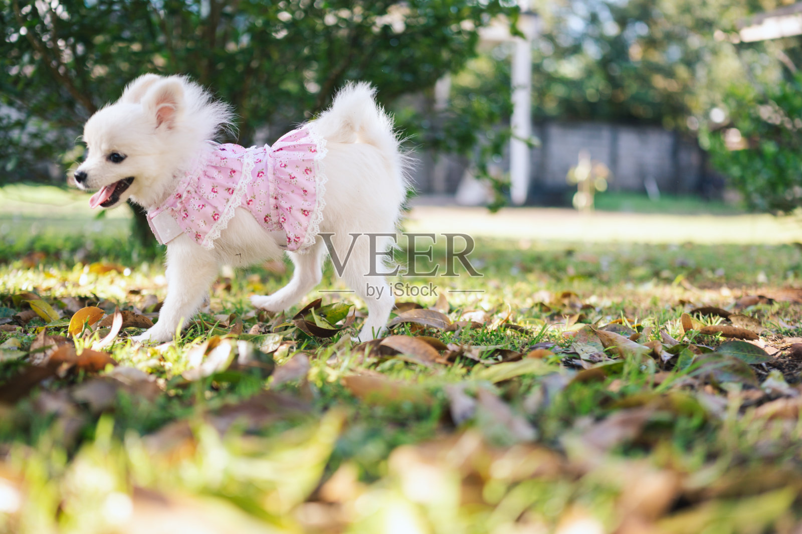 在户外玩耍的波美拉尼亚小男孩照片摄影图片