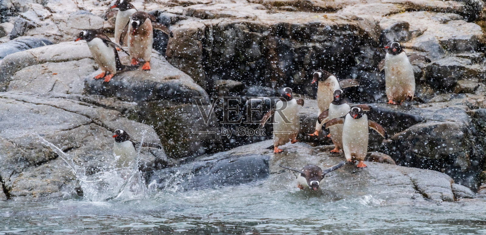 雪地里的巴布亚企鹅照片摄影图片