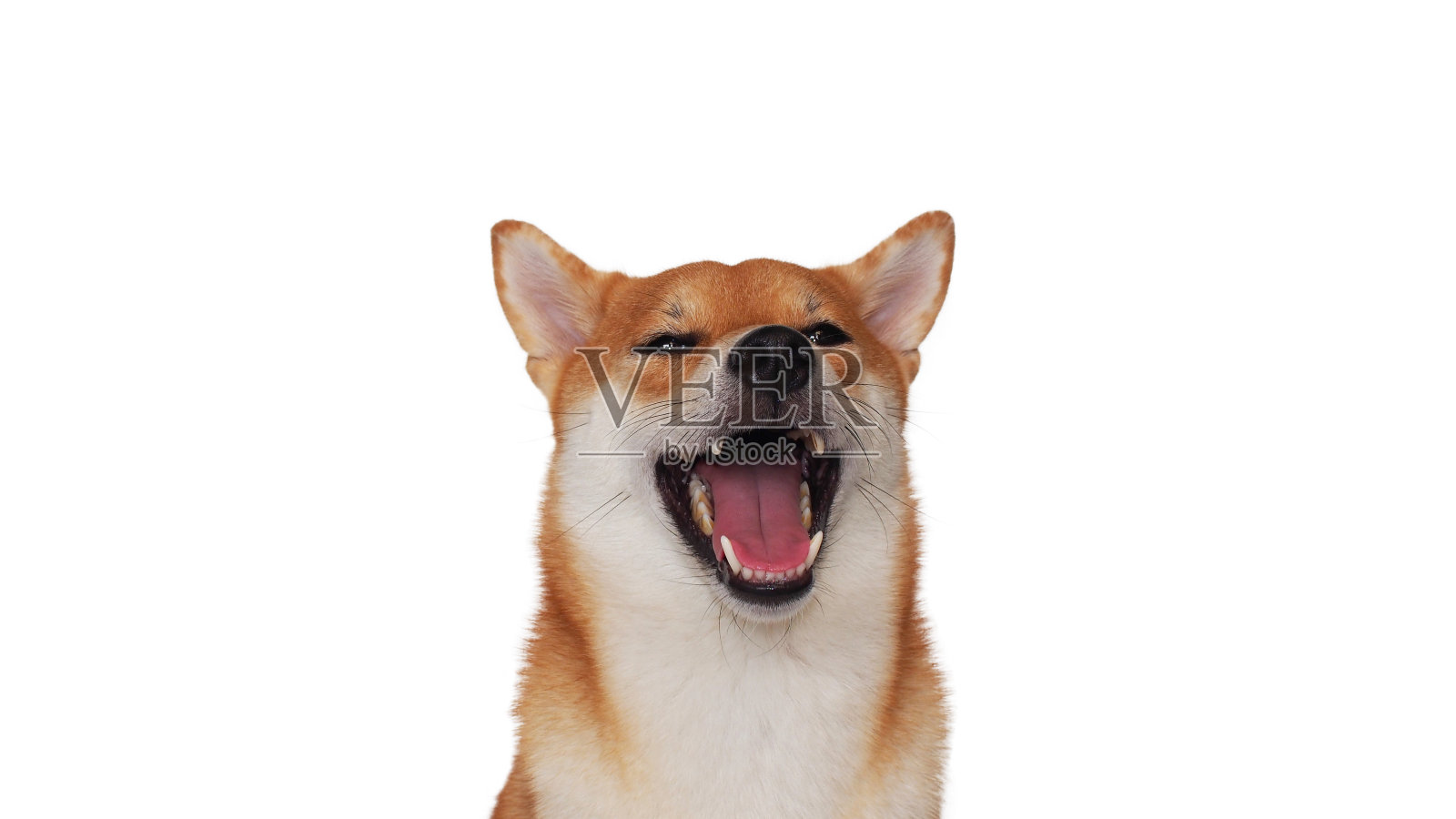 隔离肖像快乐微笑红色柴犬在白色的背景,用于插图,背景图像或复制空间。照片摄影图片