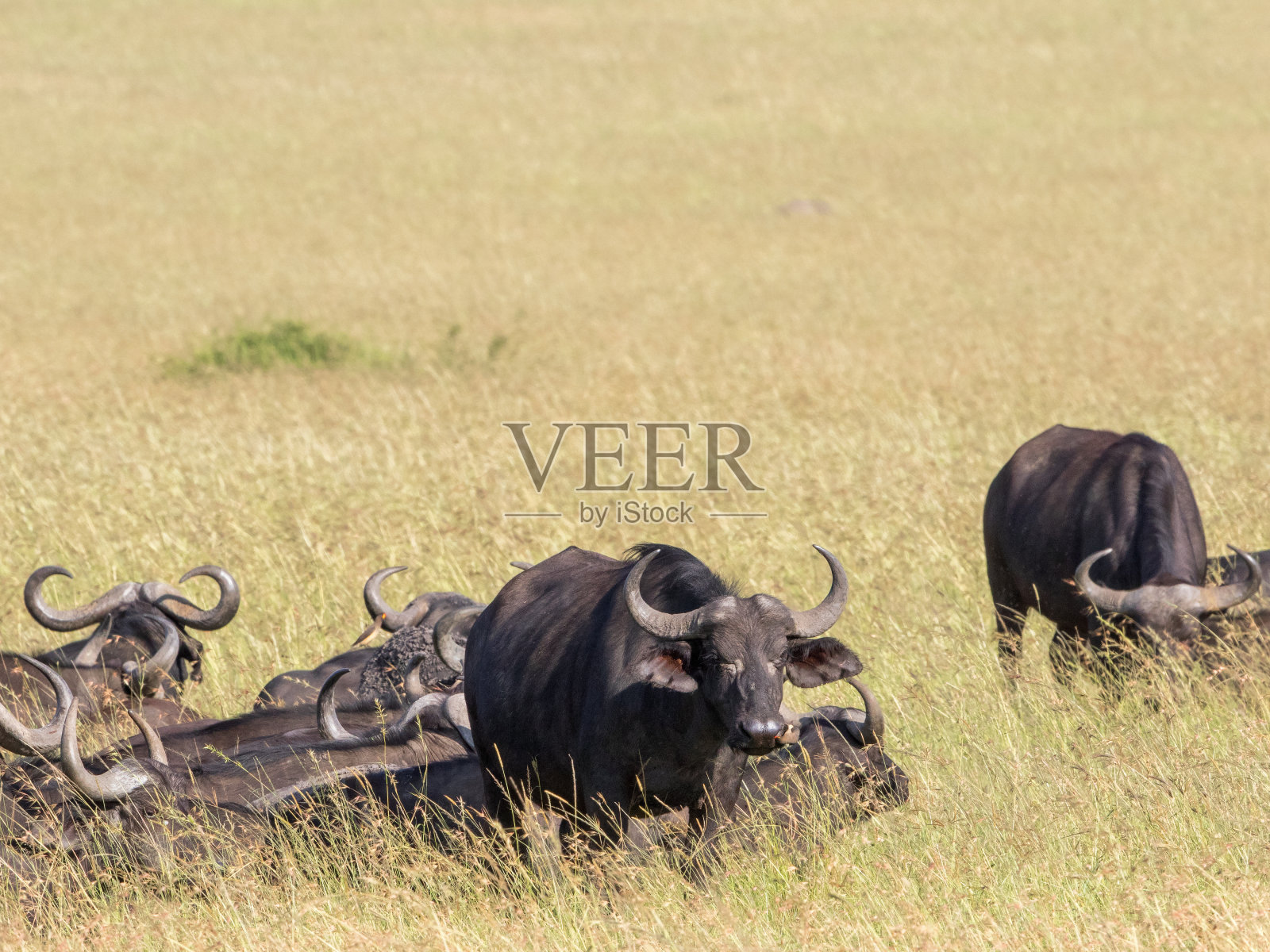 在非洲的大草原上放牧水牛照片摄影图片