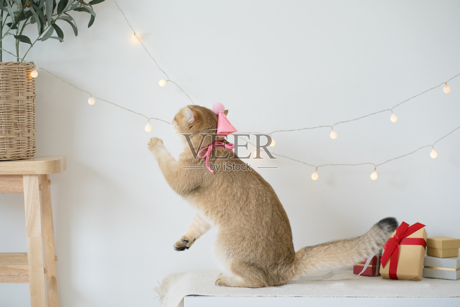 国际猫日概念用金色英国猫玩快乐和乐趣的生日聚会装饰照片摄影图片