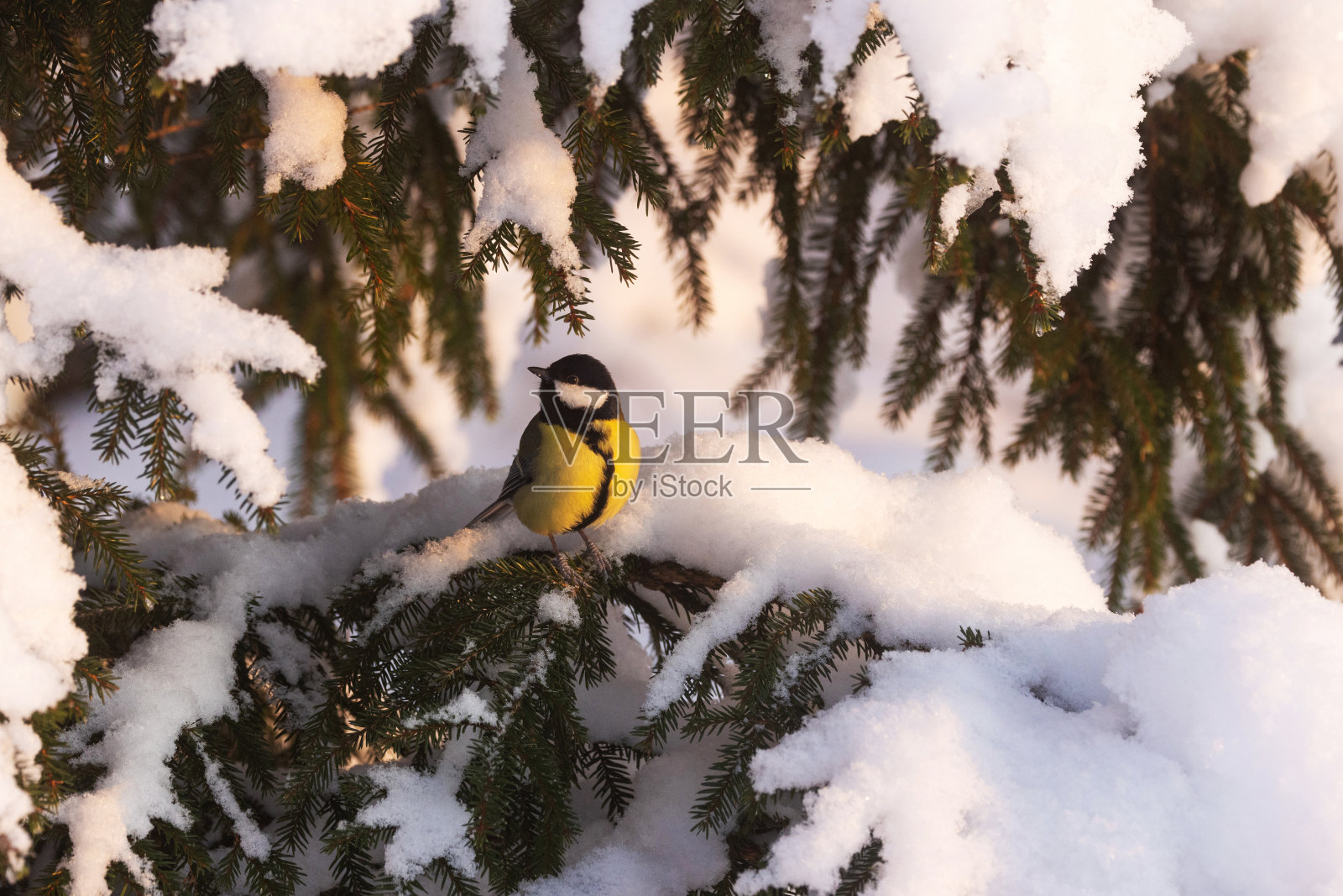 在爱沙尼亚冬季森林的黄金时刻,大山雀站在积雪的树枝上向后看照片摄影图片