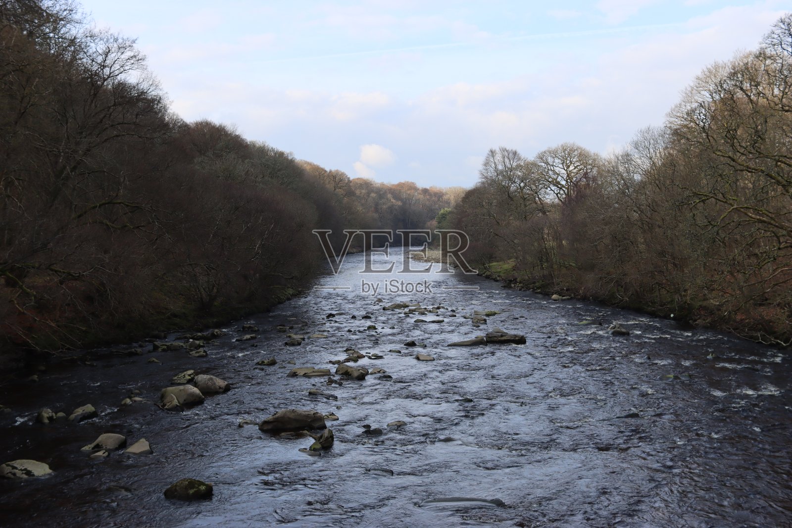 冬天,沿着一条宽阔的林地河流,树木成行照片摄影图片