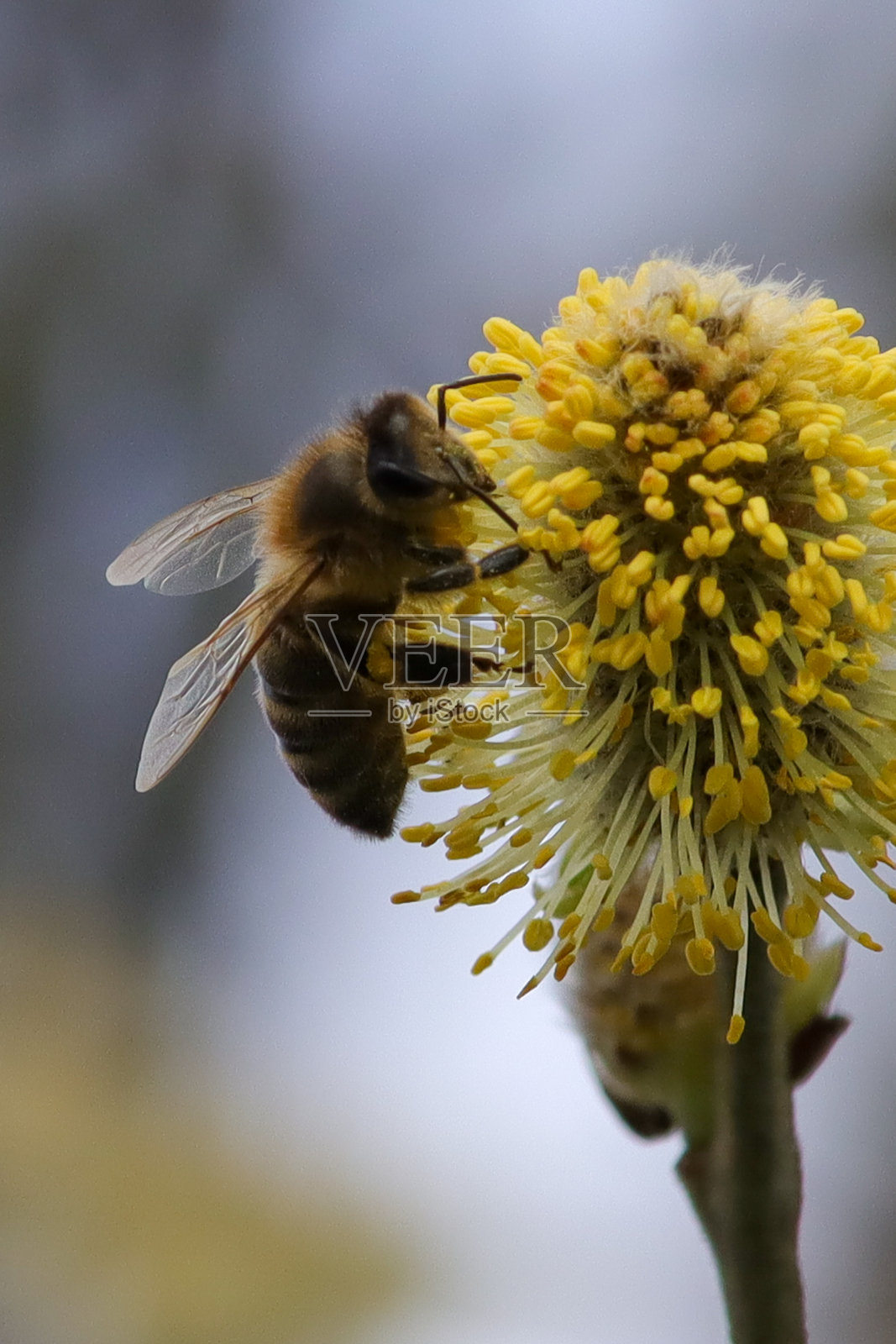 家蝇(蜜蜂)照片摄影图片