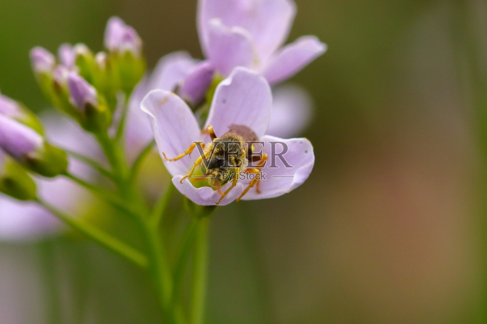 Nomada sp。照片摄影图片