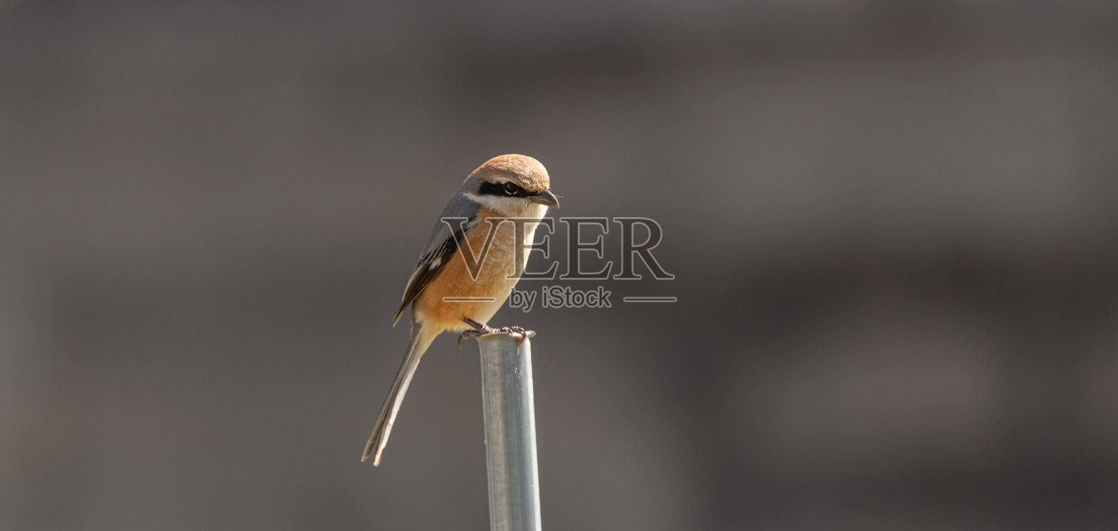 栖息在篱笆上的野鸟照片摄影图片