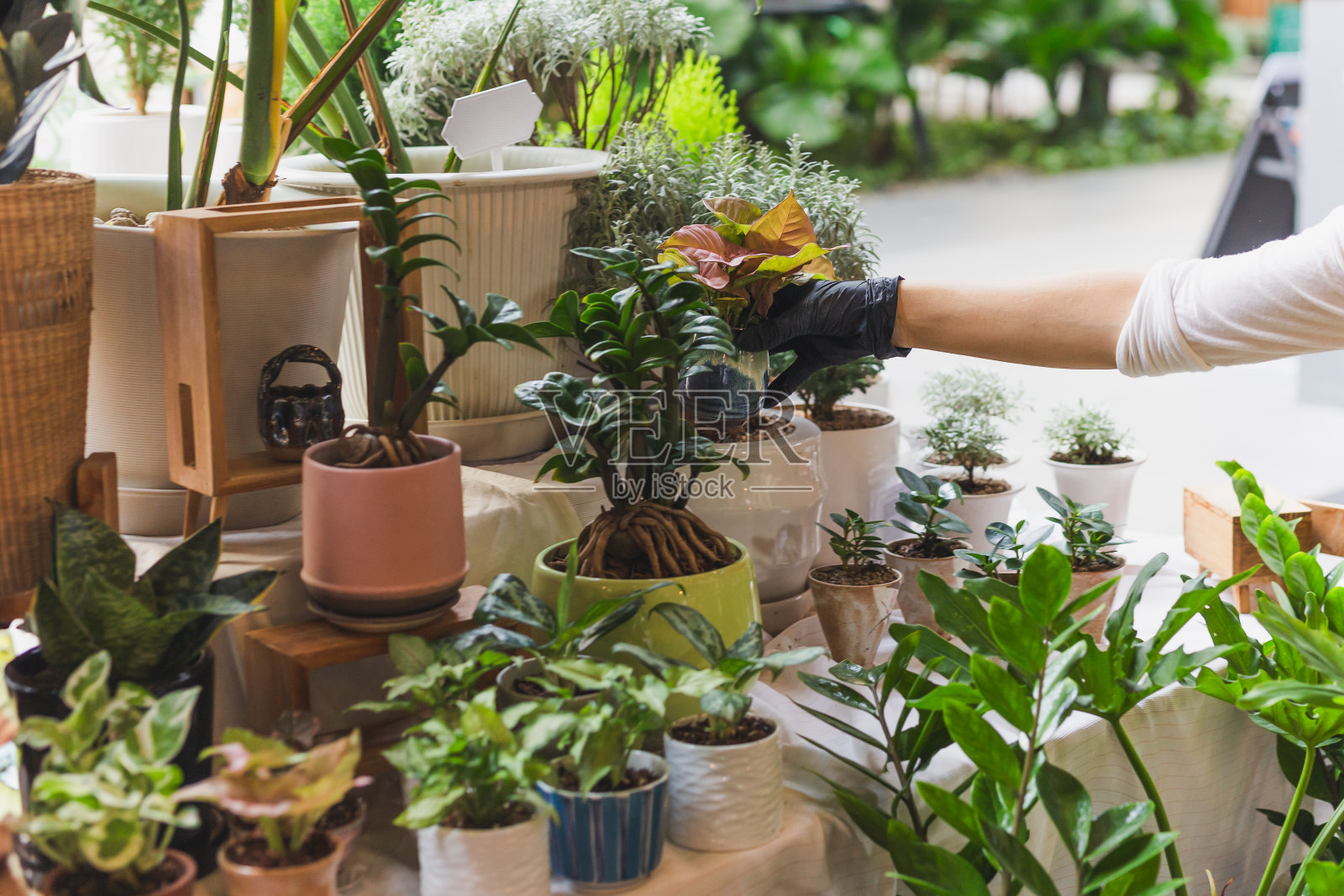 女士在花园商店里拿着盆栽植物的特写镜头照片摄影图片