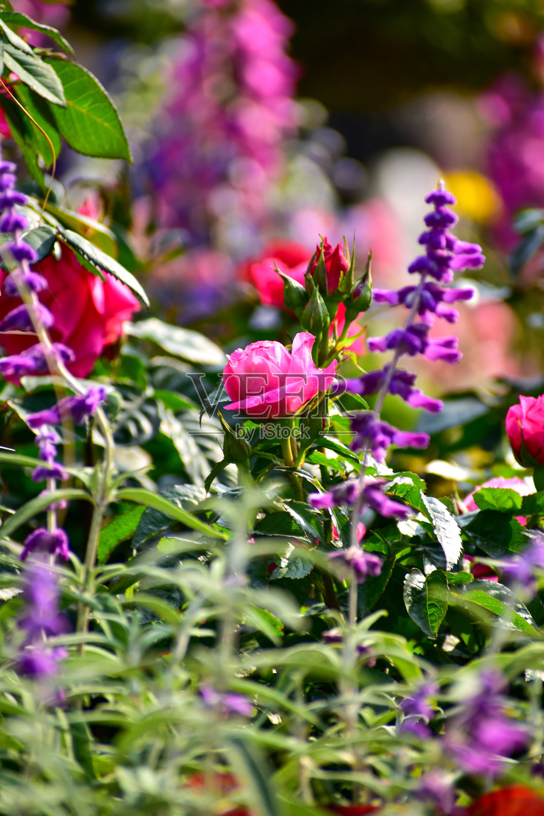 花园里的玫瑰沐浴着阳光。照片摄影图片